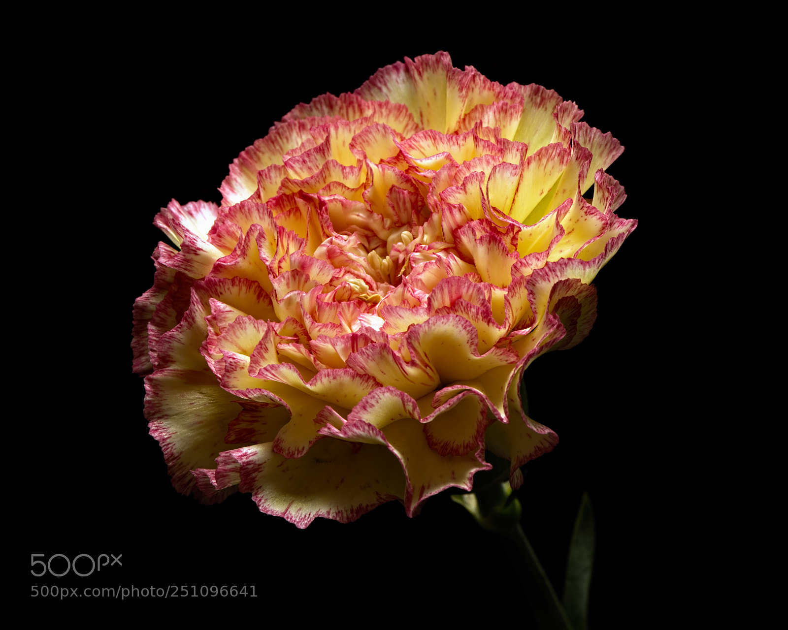 Nikon D810 sample photo. Single carnation 1106 photography