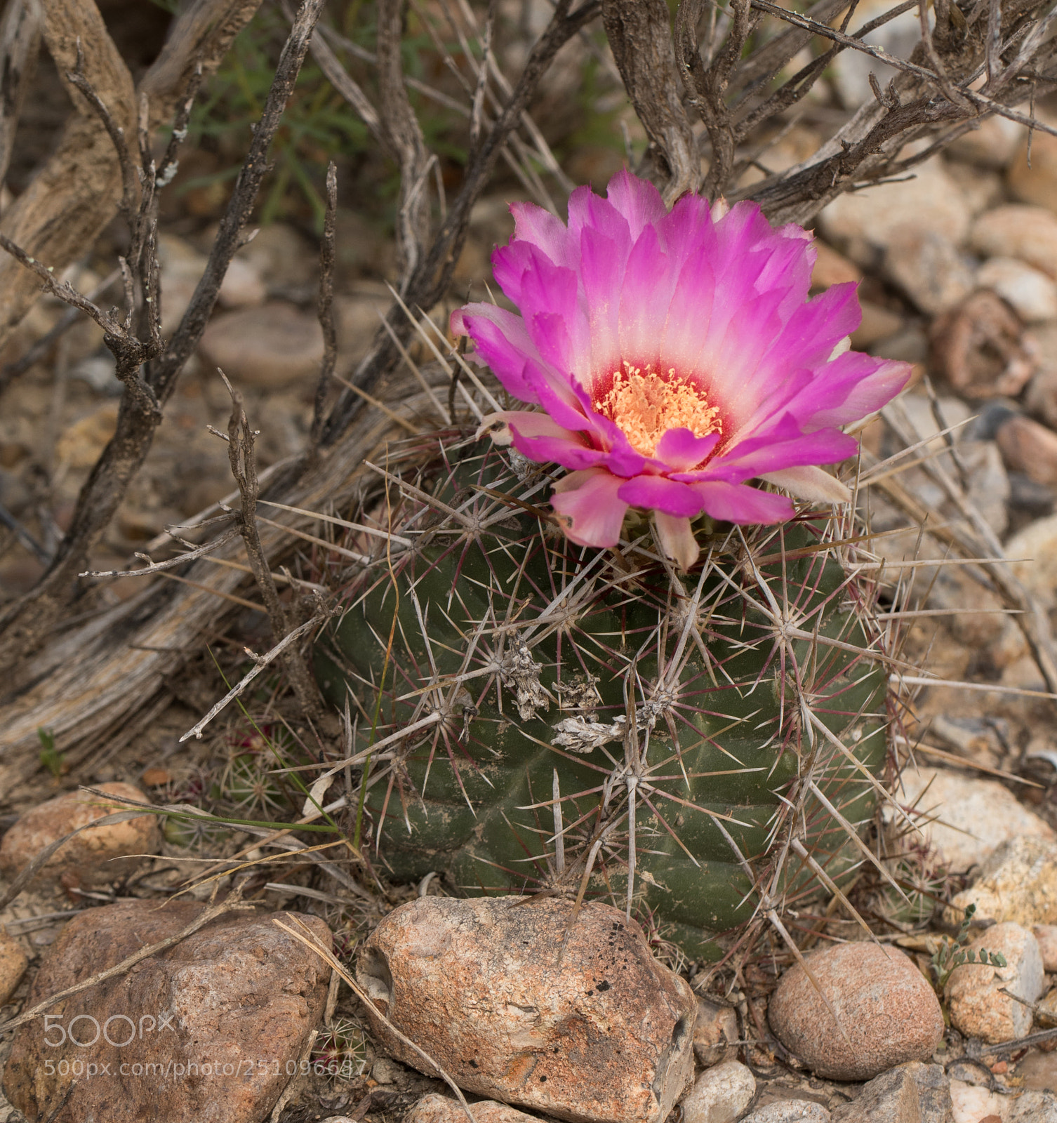 Canon EOS 7D Mark II sample photo. Glory of texas photography