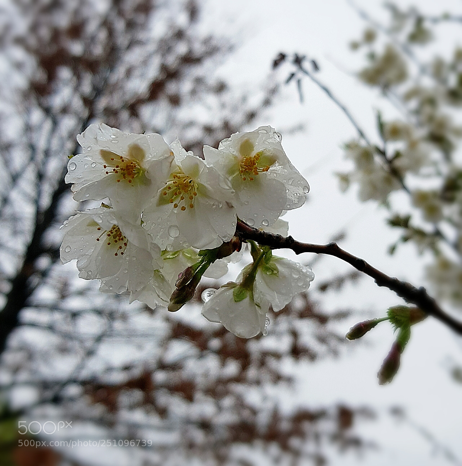 Samsung Galaxy S8+ sample photo. Rainy day!! photography