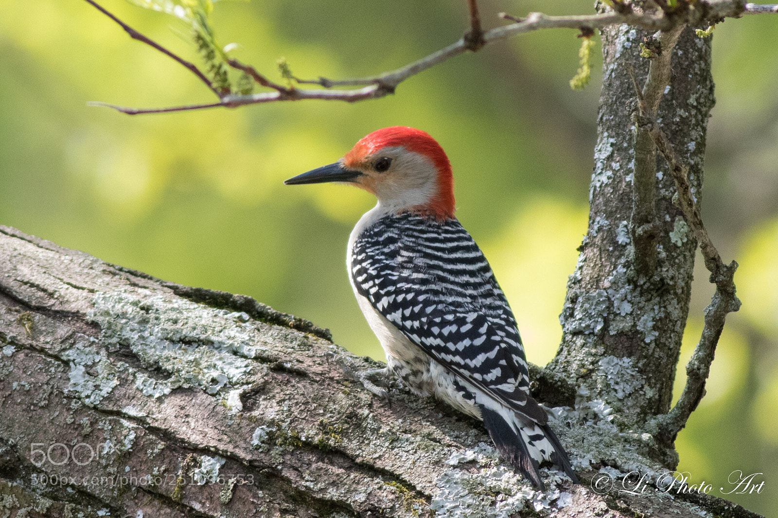 Canon EOS 7D Mark II sample photo. Woodpecker photography