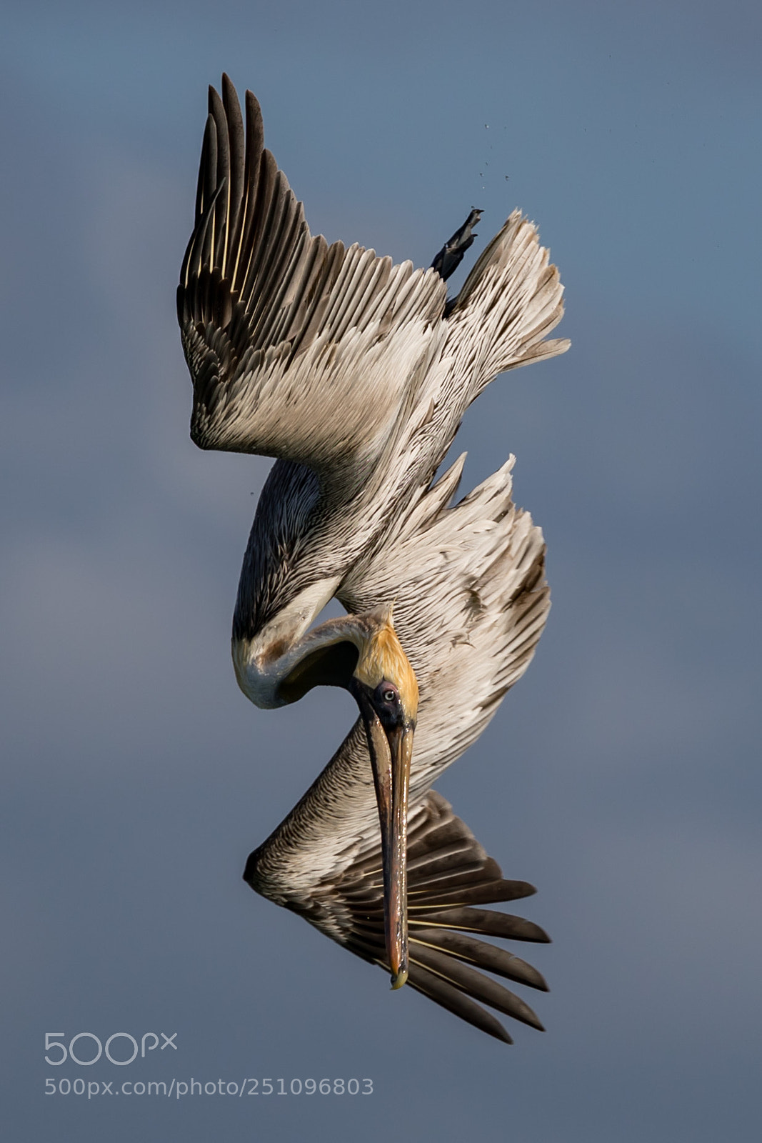 Canon EOS 5D Mark IV sample photo. Pelican photography