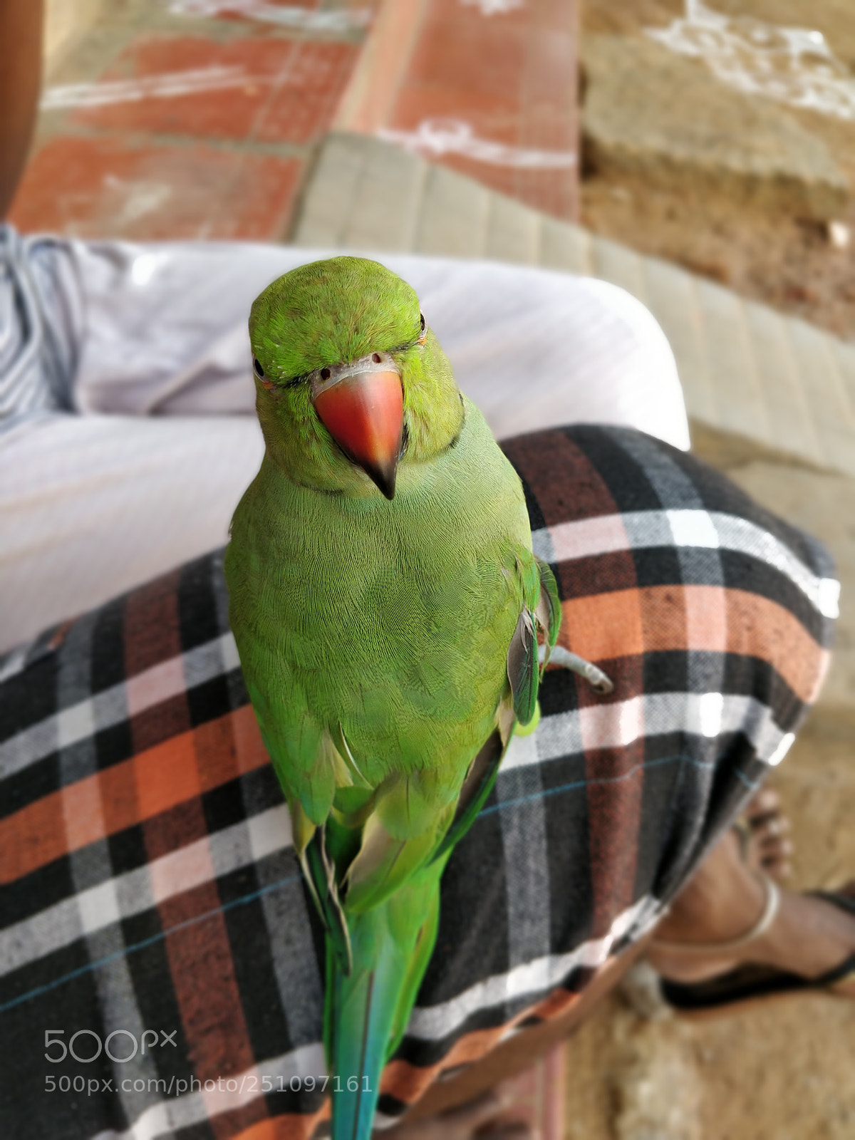 OnePlus 5T sample photo. Head rotated parrot photography