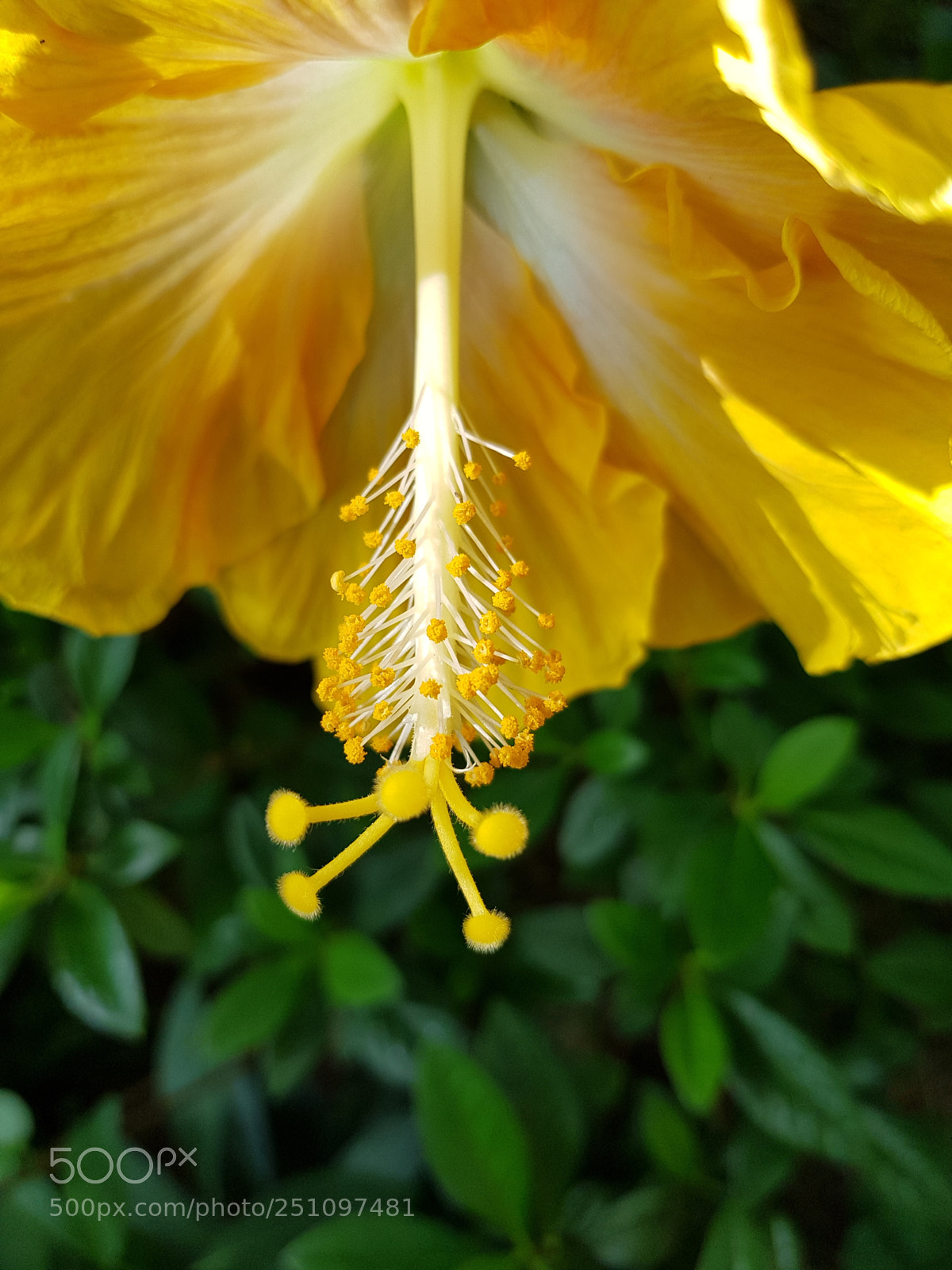Samsung Galaxy S8+ sample photo. ハイビスカスの花 photography