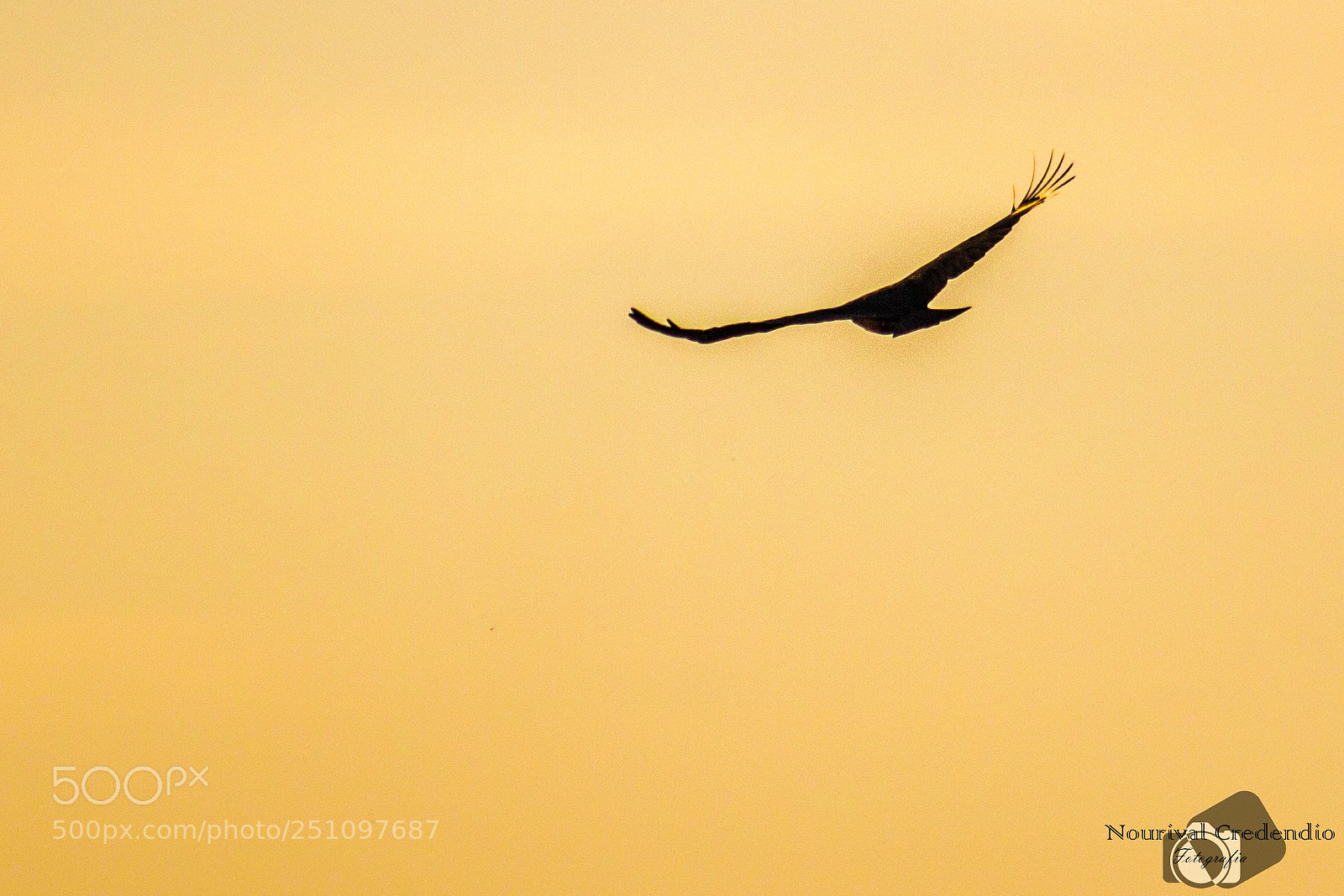 Canon EOS 600D (Rebel EOS T3i / EOS Kiss X5) sample photo. Vulture photography