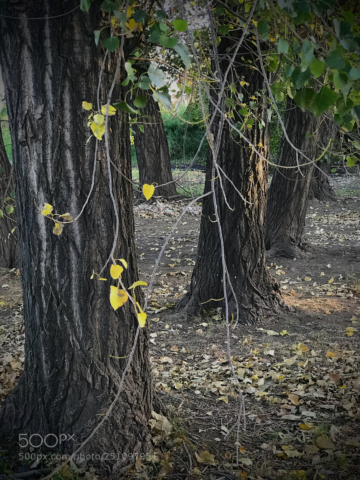 Apple iPhone 7 Plus sample photo. Árboles  photography