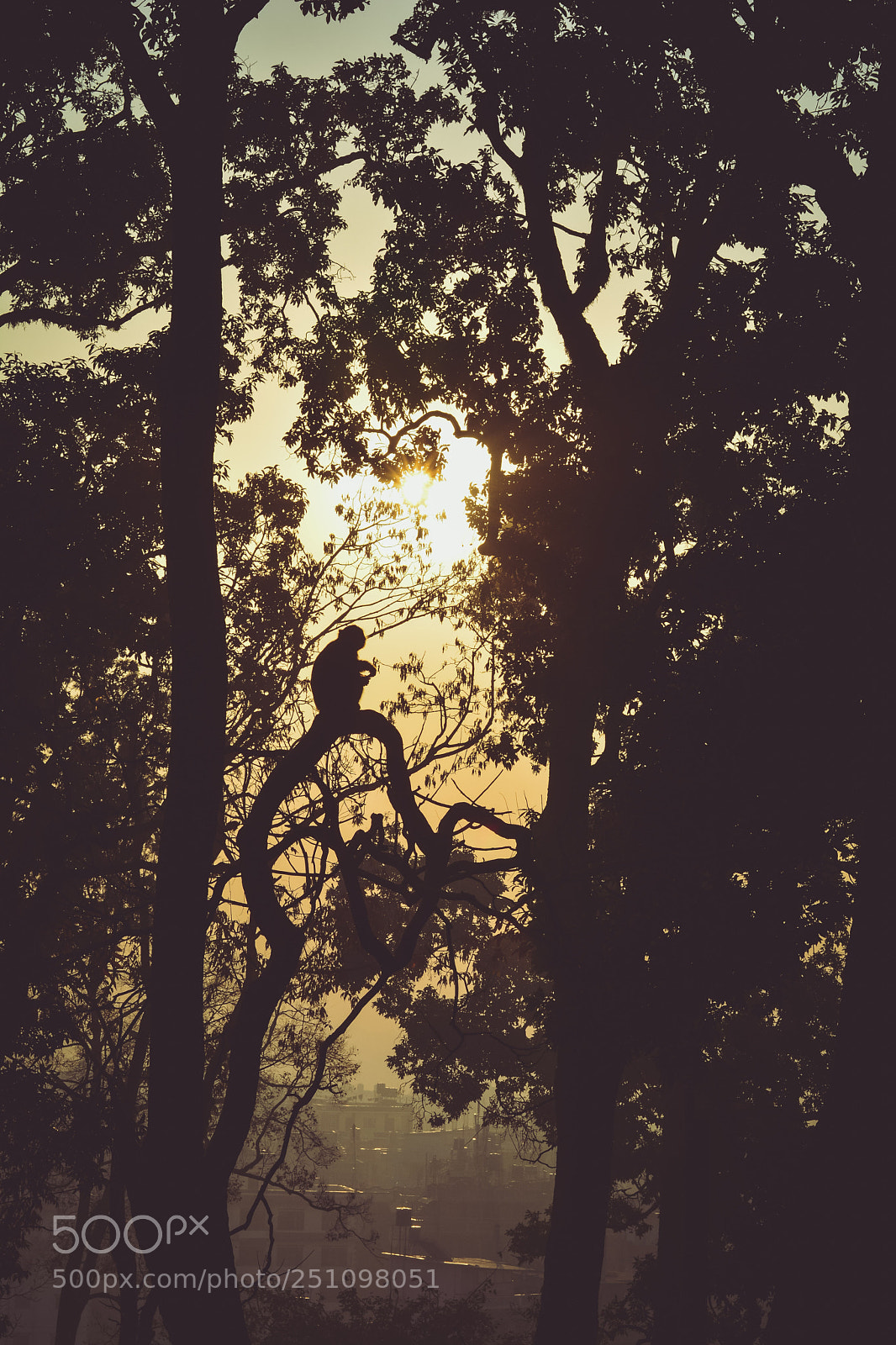 Nikon D7100 sample photo. Alone in the forest photography