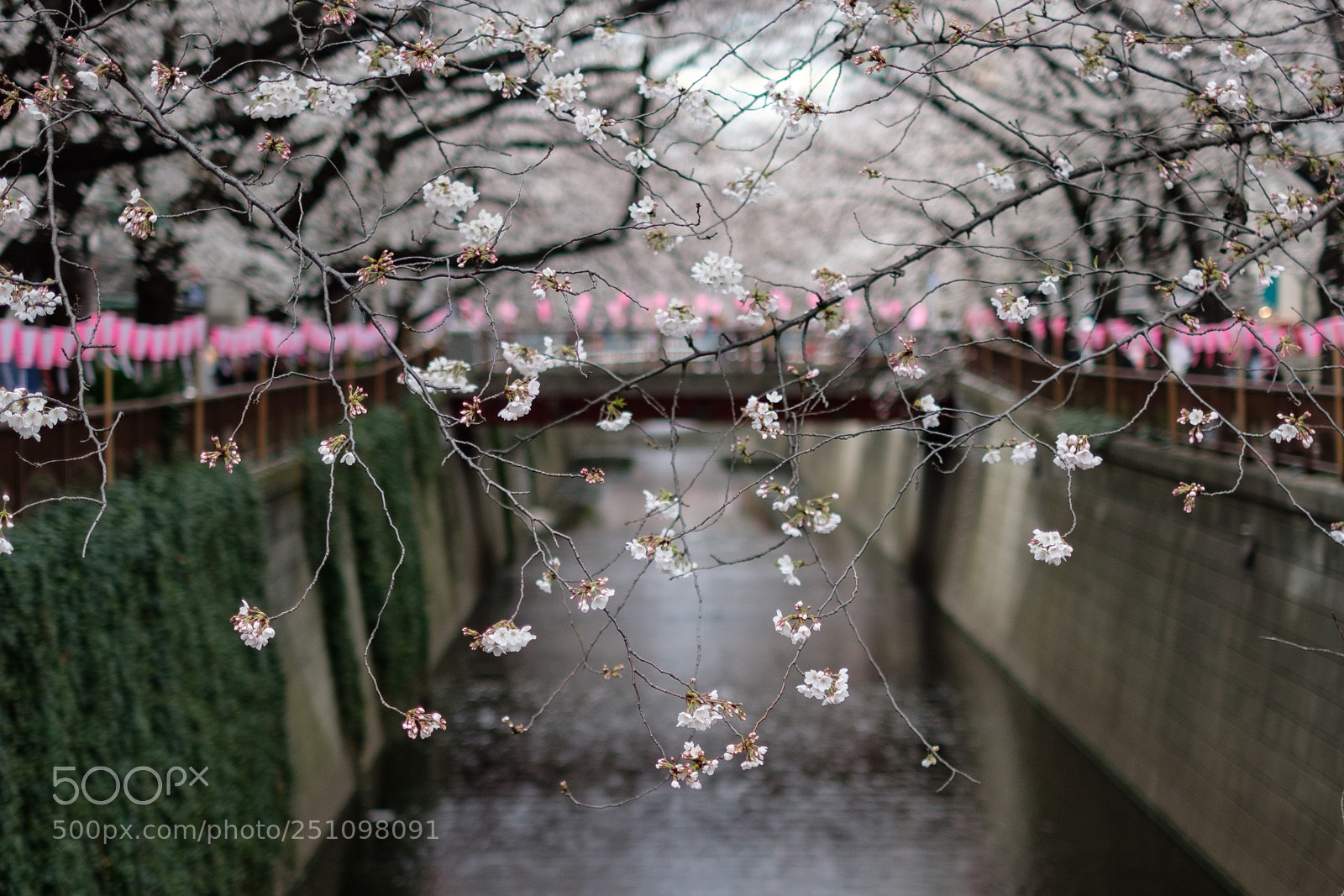 Fujifilm X-T20 sample photo. Bloom photography