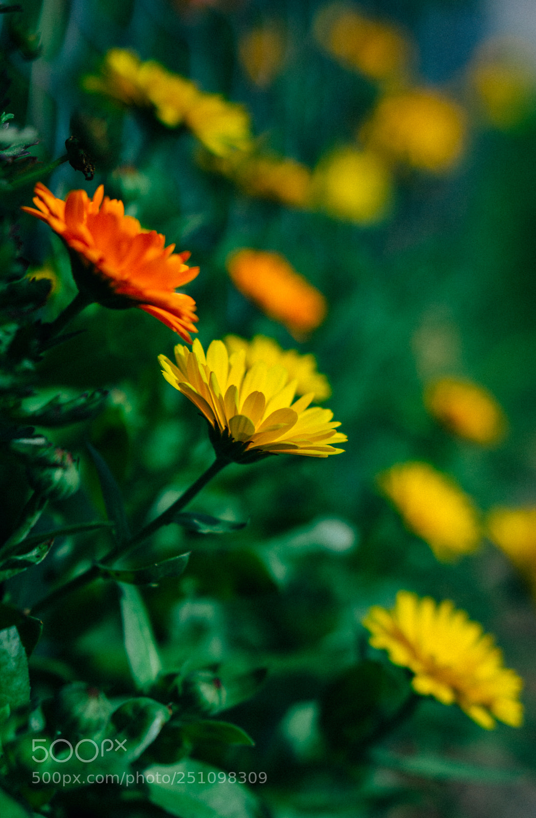 Sony a6000 sample photo. Spring photography