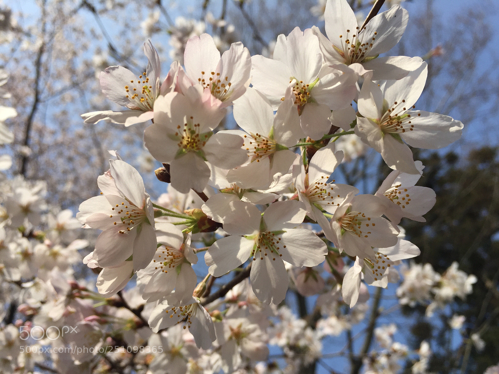 Apple iPhone 6 sample photo. Untitled photography