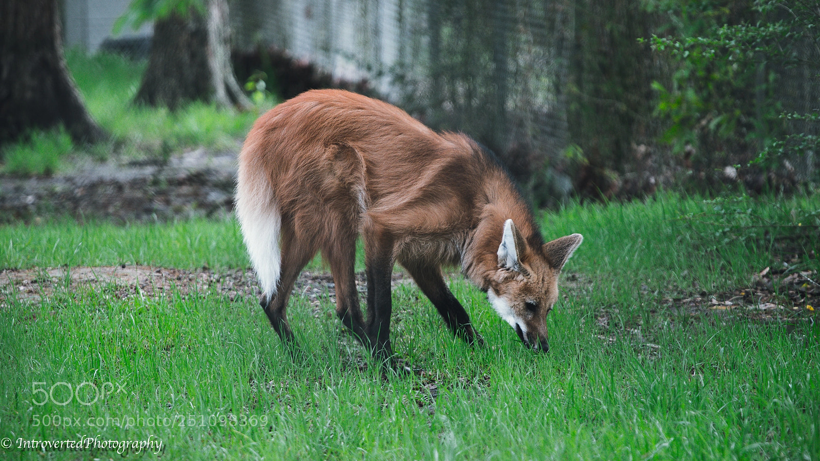 Canon EOS 80D sample photo. The wolf photography