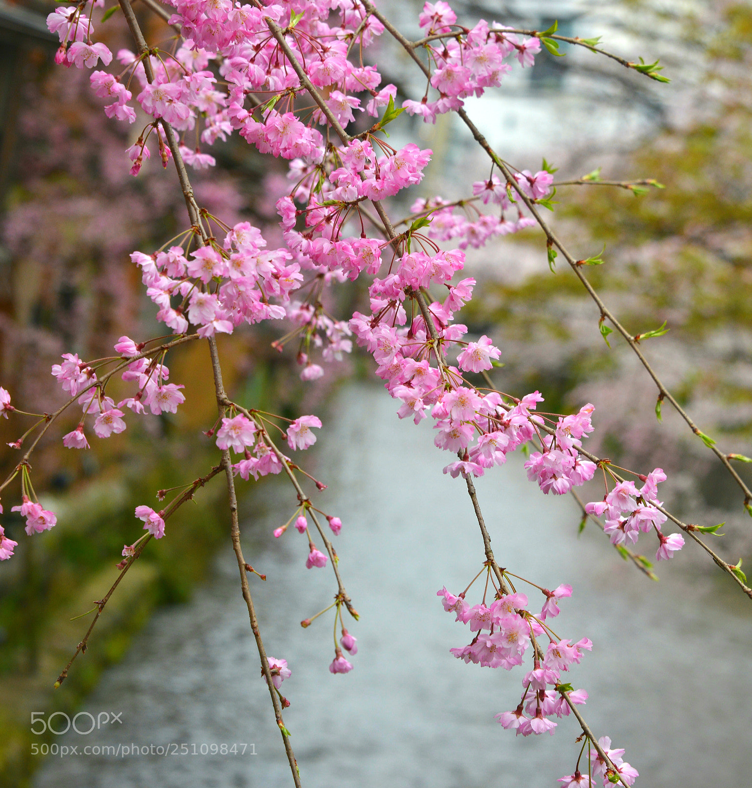 Nikon D800 sample photo. Gion sakura stream photography