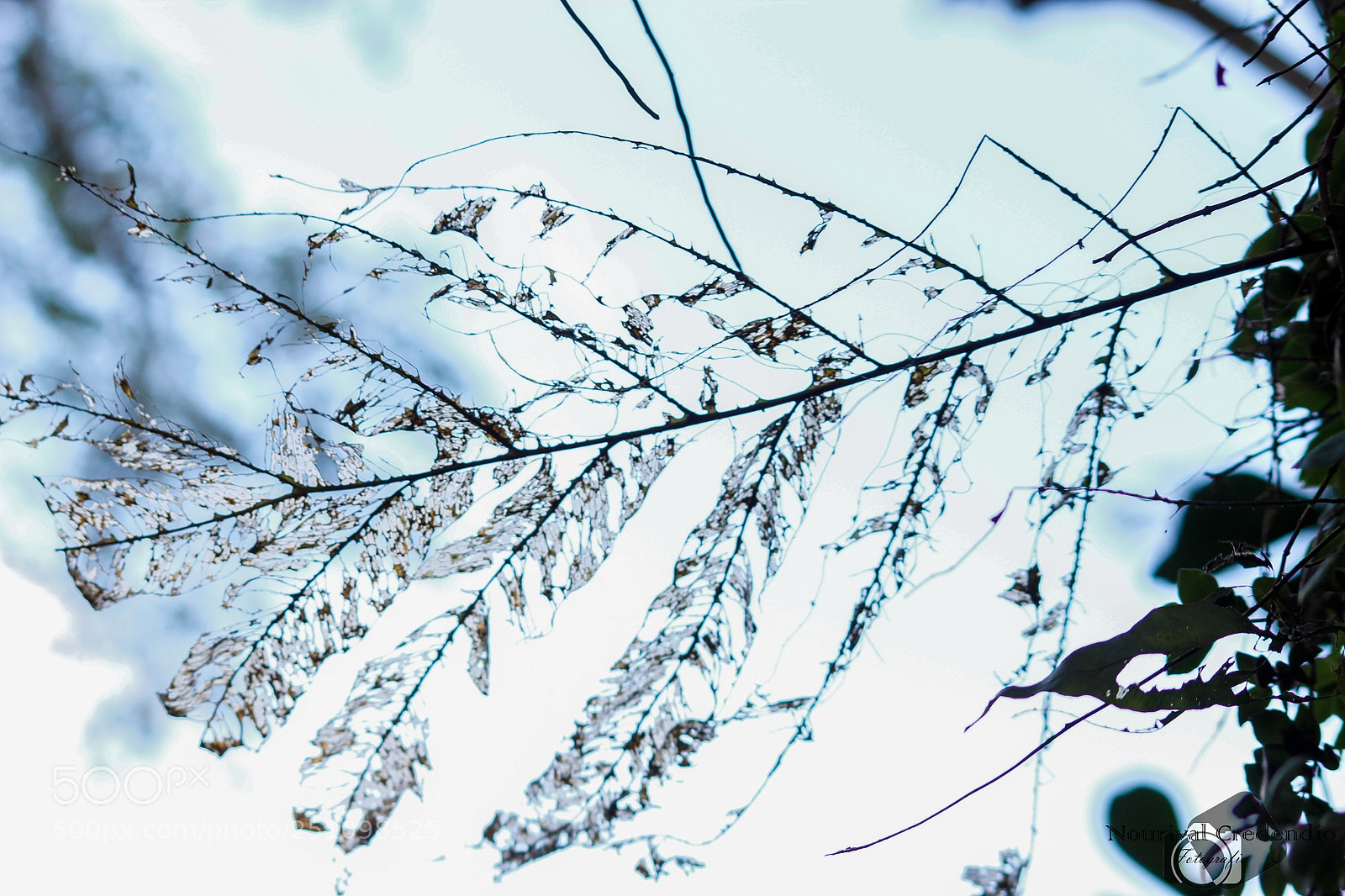 Canon EOS 600D (Rebel EOS T3i / EOS Kiss X5) sample photo. The dry leaf photography