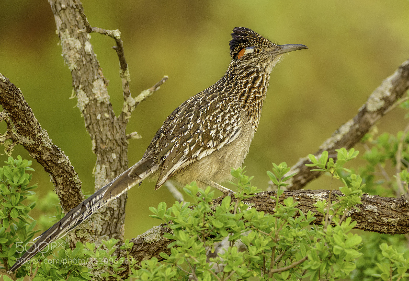 Nikon D7100 sample photo. Greater roadrunner photography