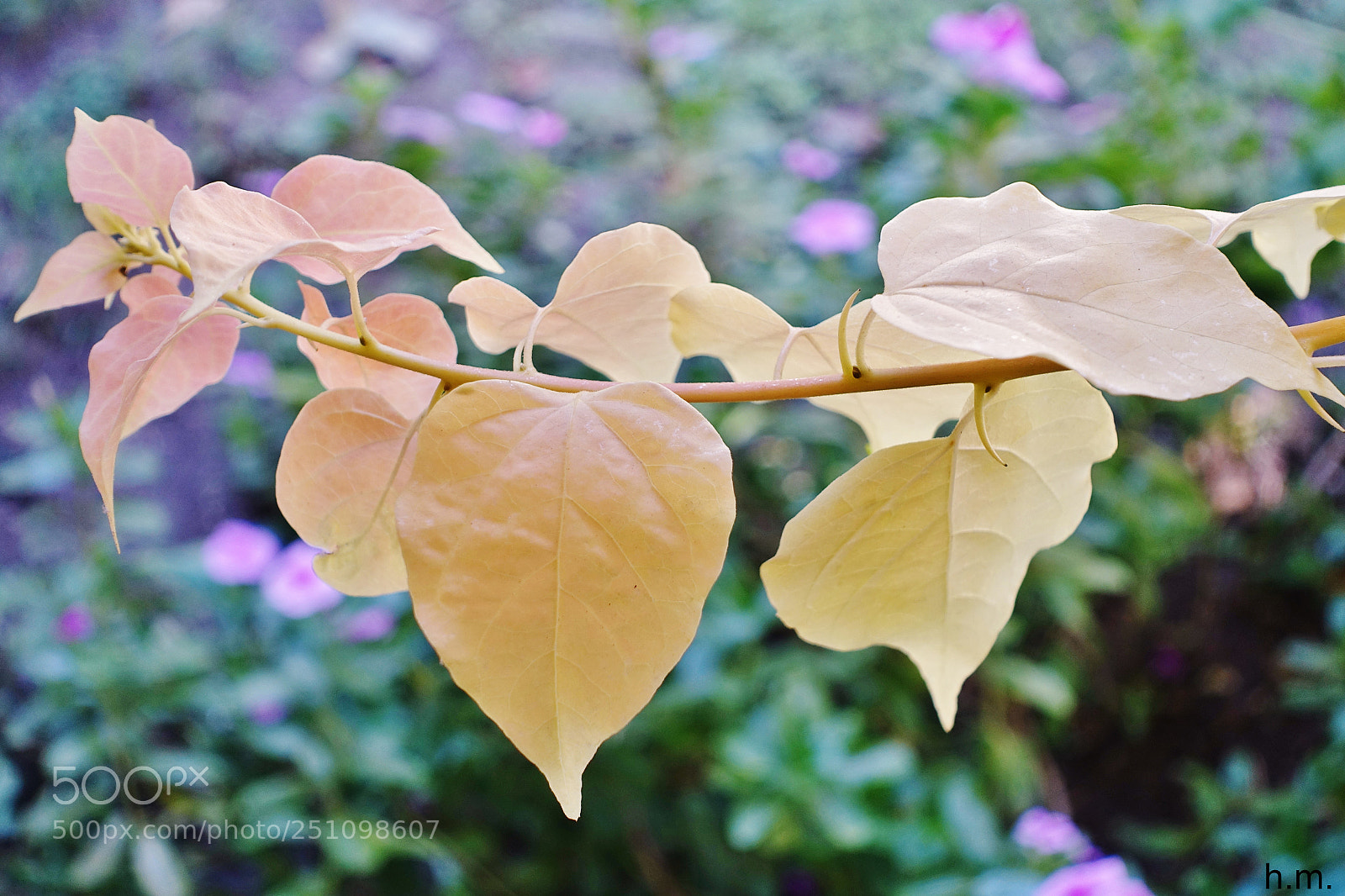 Sony Cyber-shot DSC-RX100 III sample photo. Bcceo photography