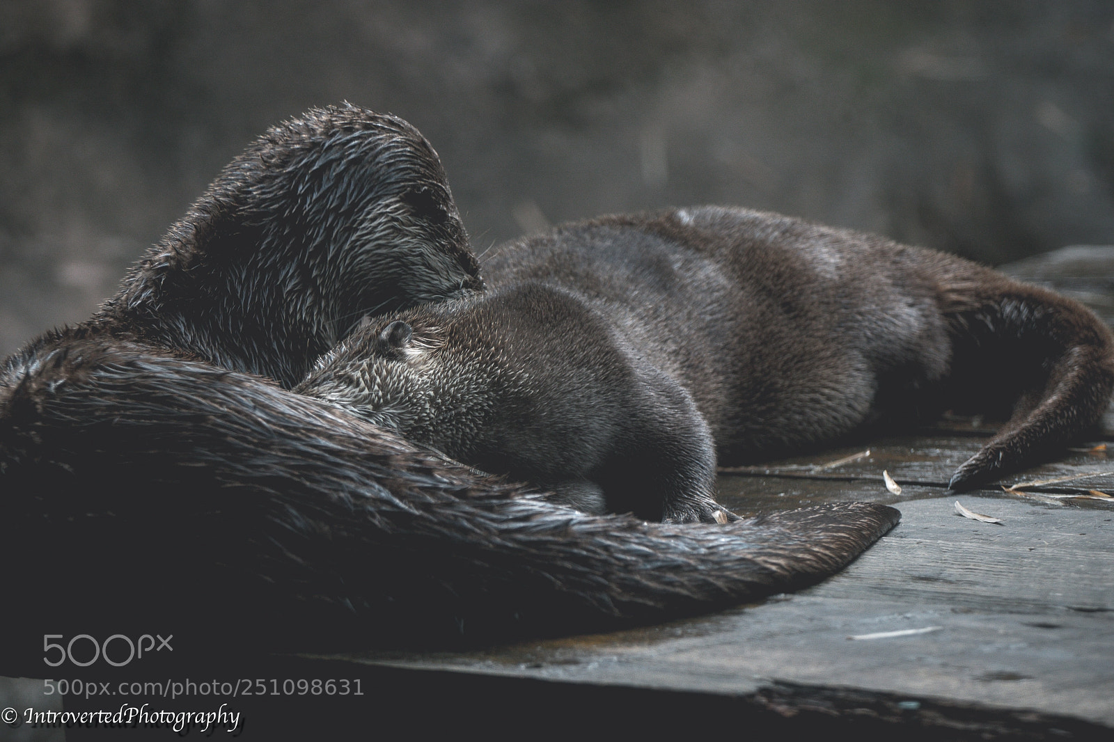 Canon EOS 80D sample photo. Otters  photography