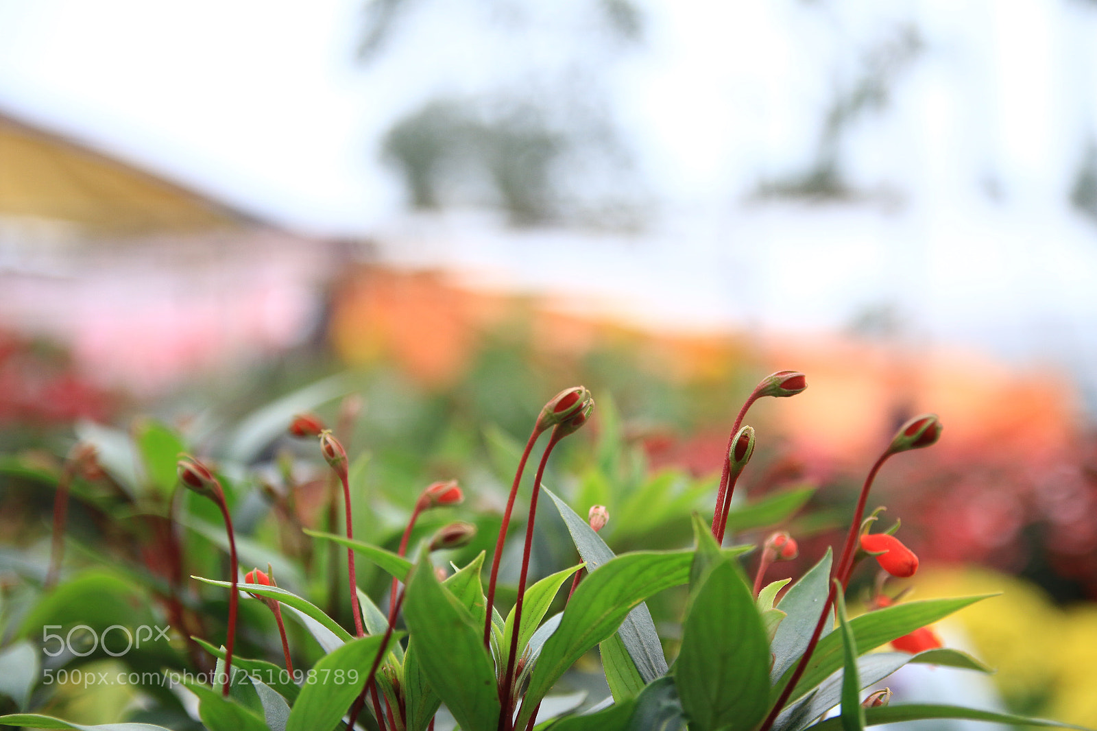 Canon EOS 70D sample photo. Flowers  photography