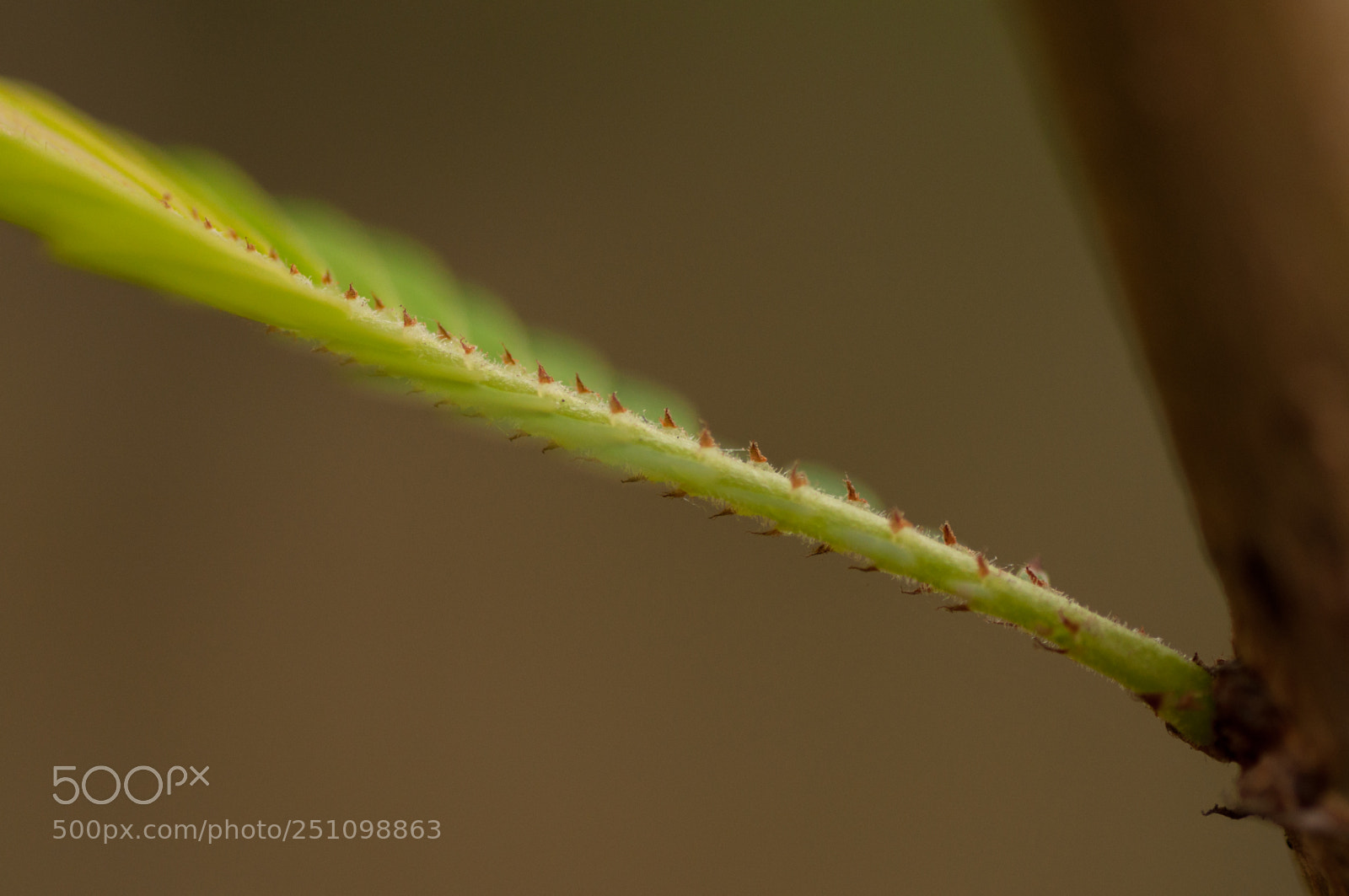 Nikon D90 sample photo. Those tiny thorns are photography