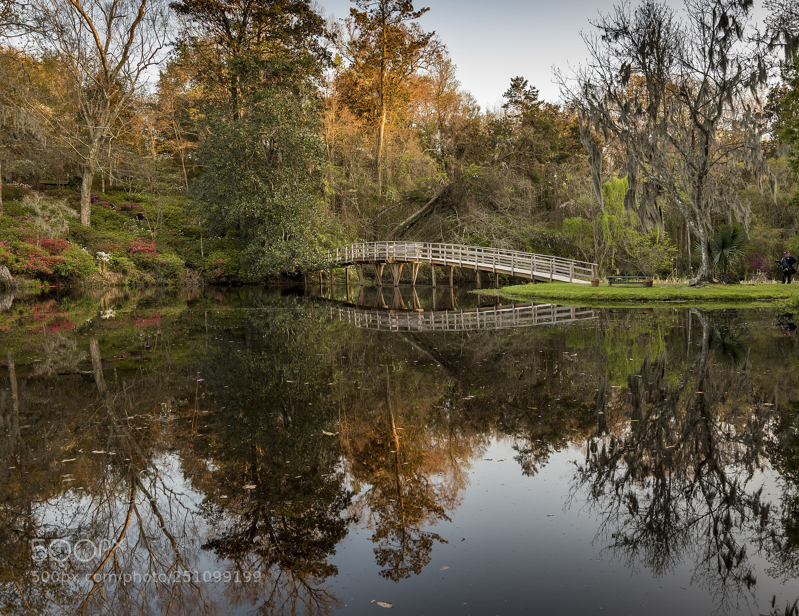 Nikon D810 sample photo. Middleton place photography