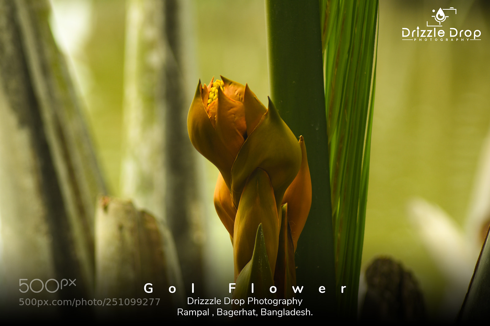 Nikon D7200 sample photo. Gol flower photography