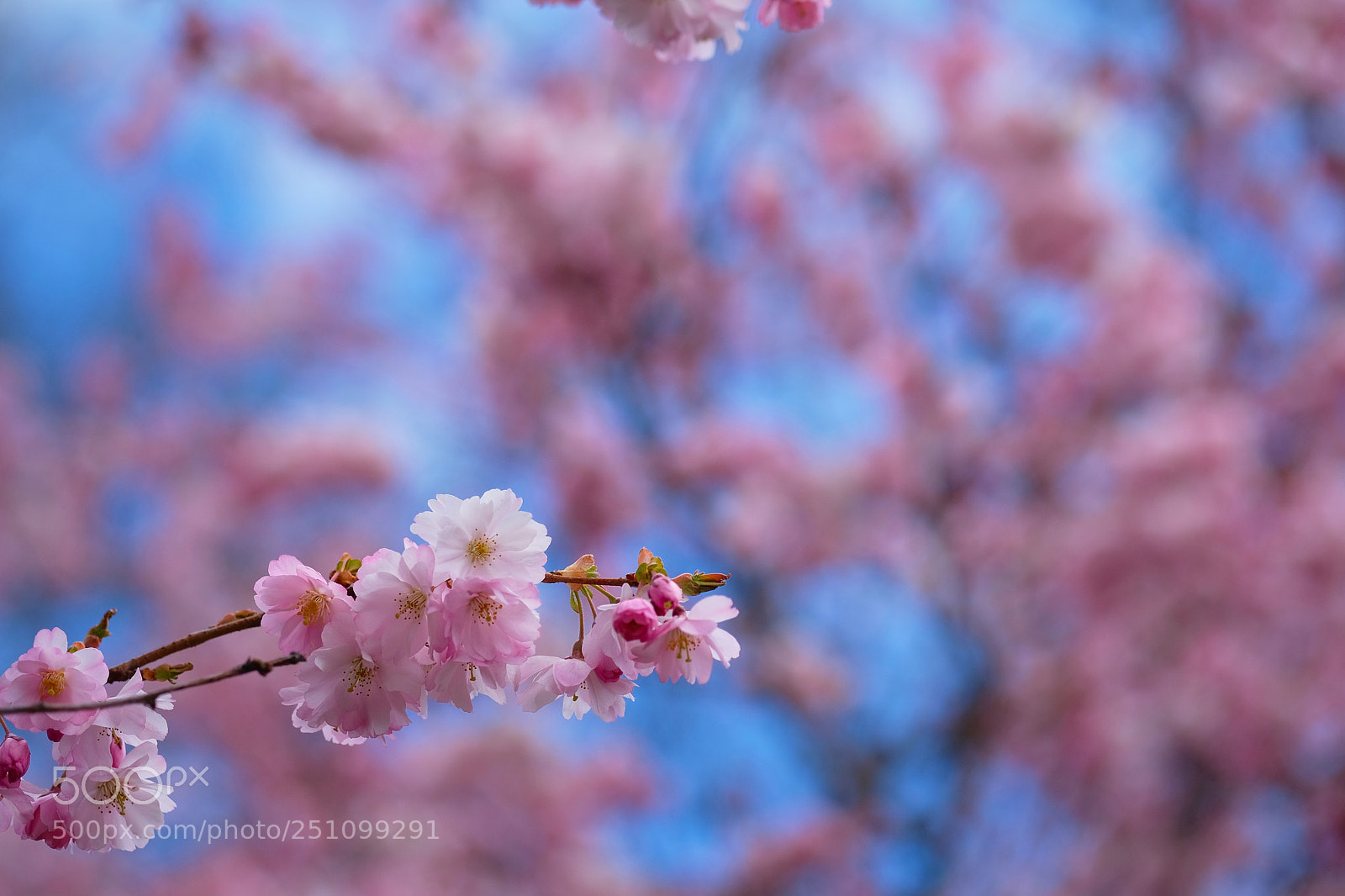 Fujifilm X-T20 sample photo. Pretty in pink photography