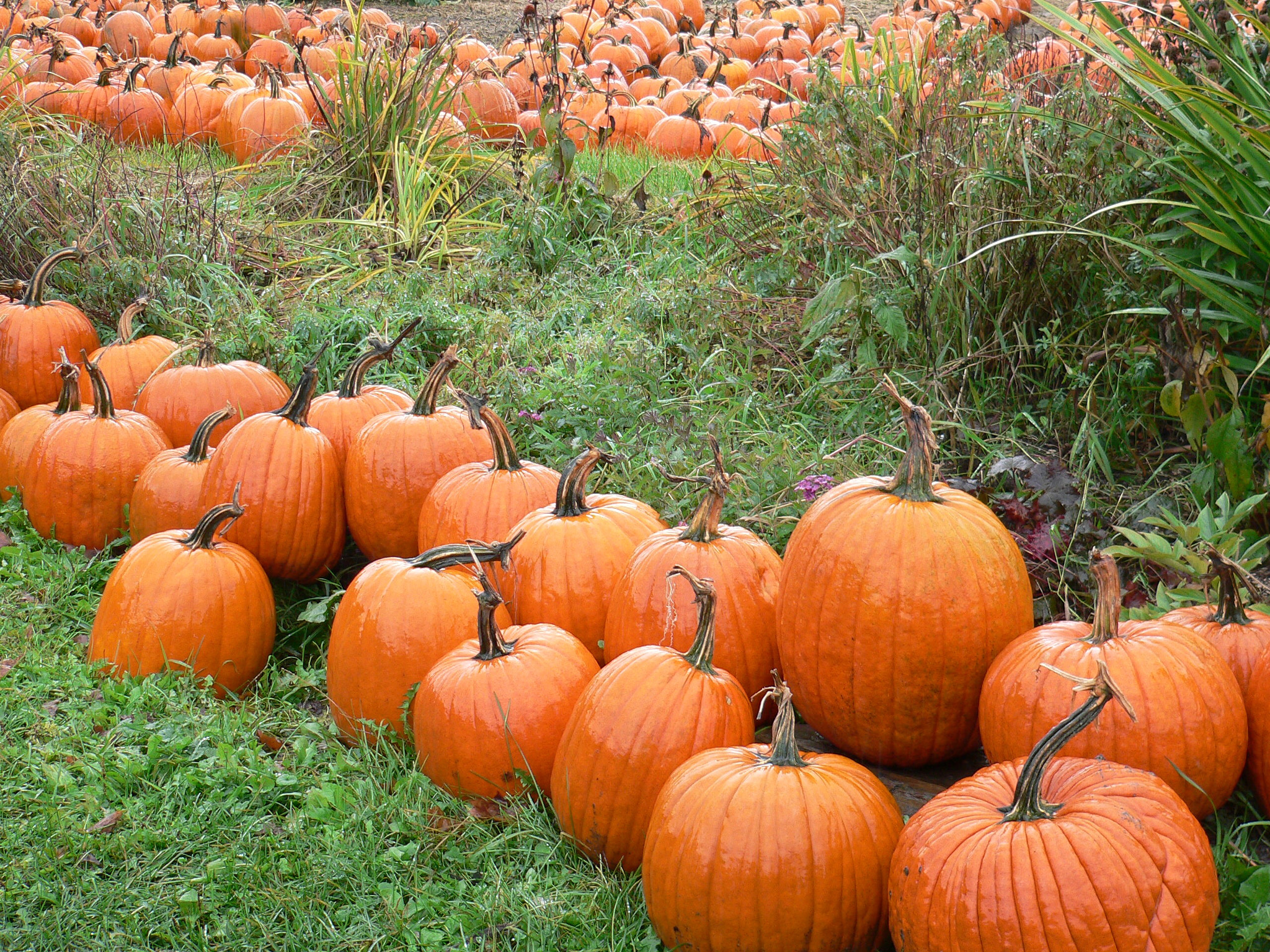 Panasonic DMC-FZ20 sample photo. Vermont pumpkin patch photography