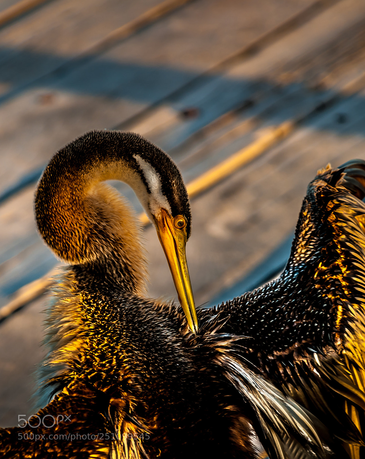 Nikon D300 sample photo. Coyness under sunshine photography