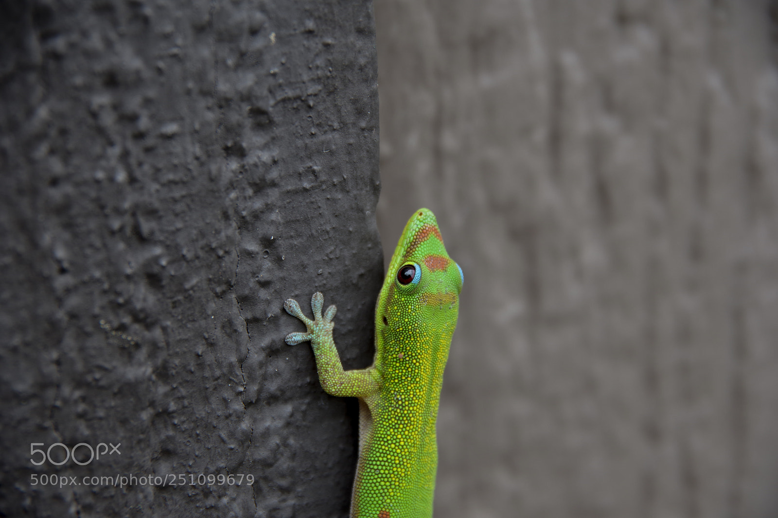 Pentax K-70 sample photo. Hawaiian gecko photography