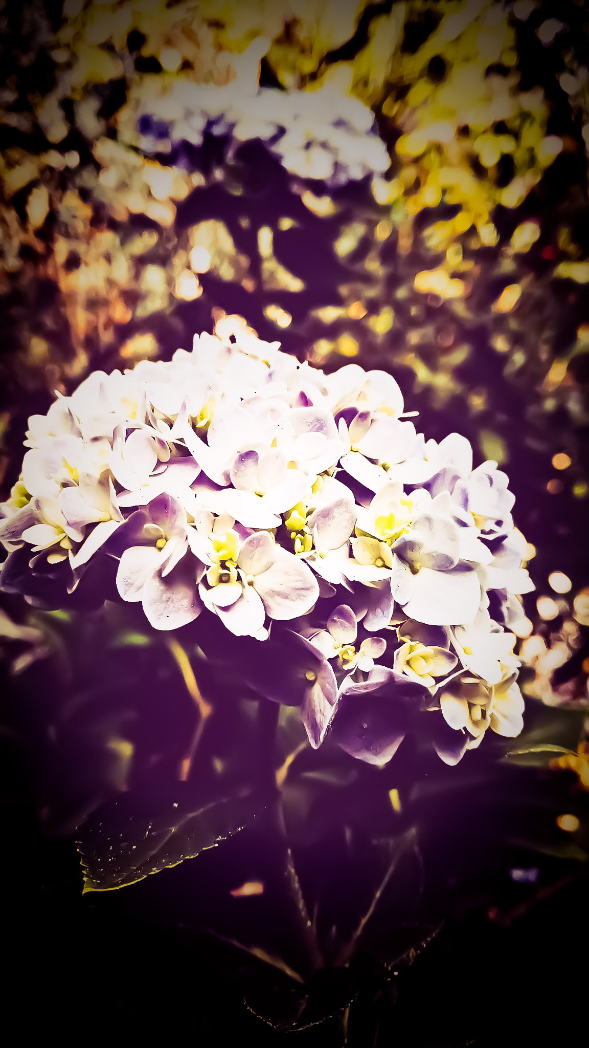 Motorola Moto X Play sample photo. Hydrangea photography