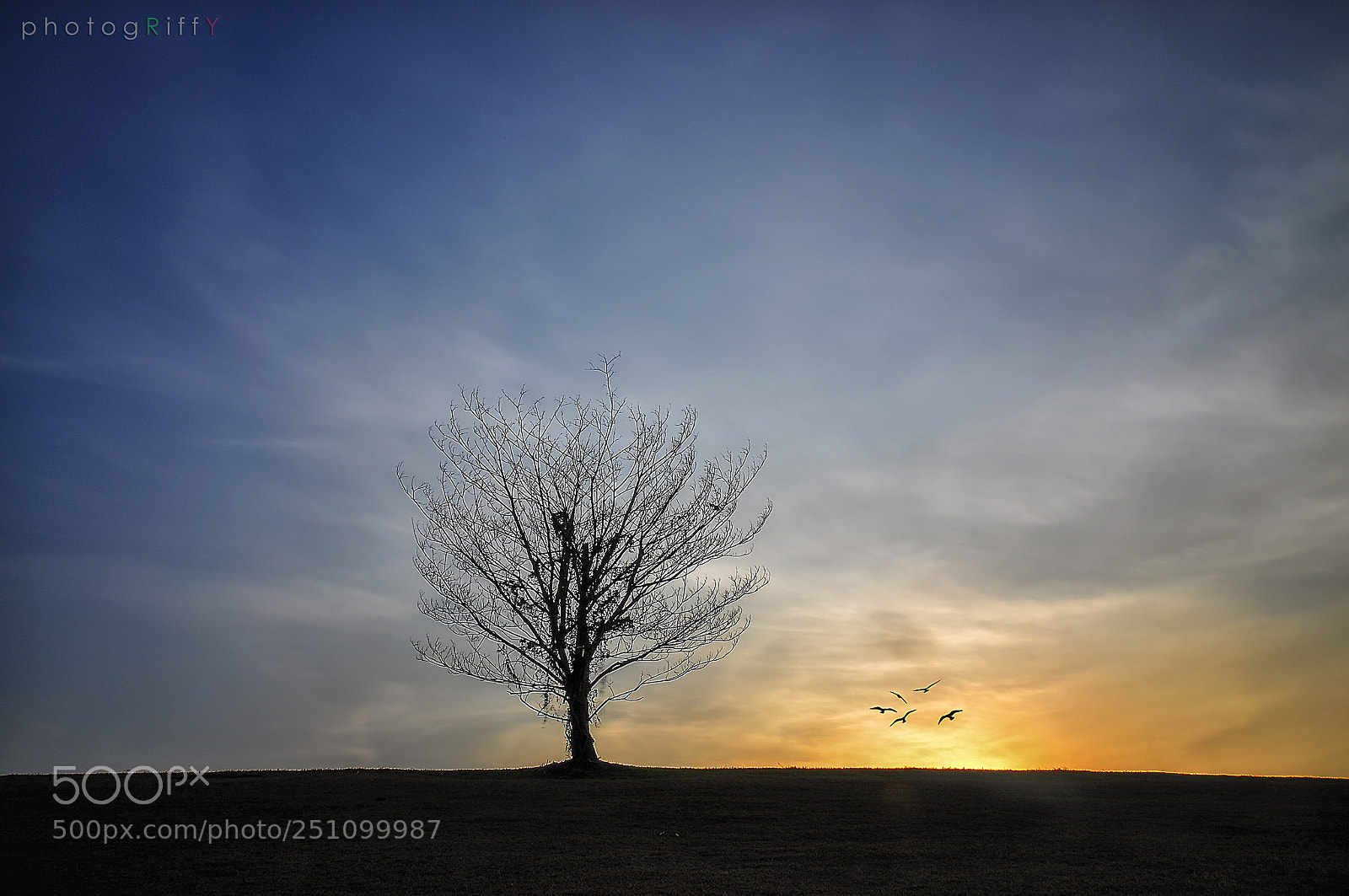 Nikon D90 sample photo. Lonely tree photography