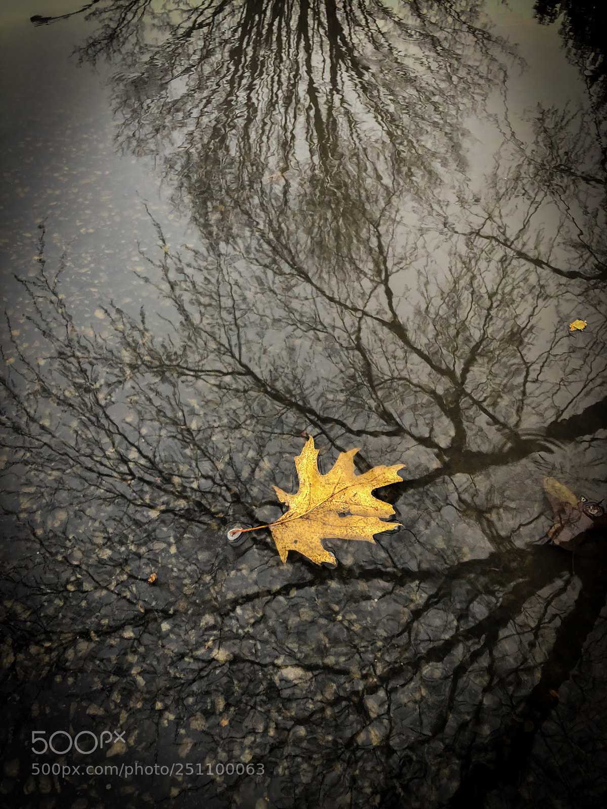 Apple iPhone 8 Plus sample photo. Maple leaf on water photography