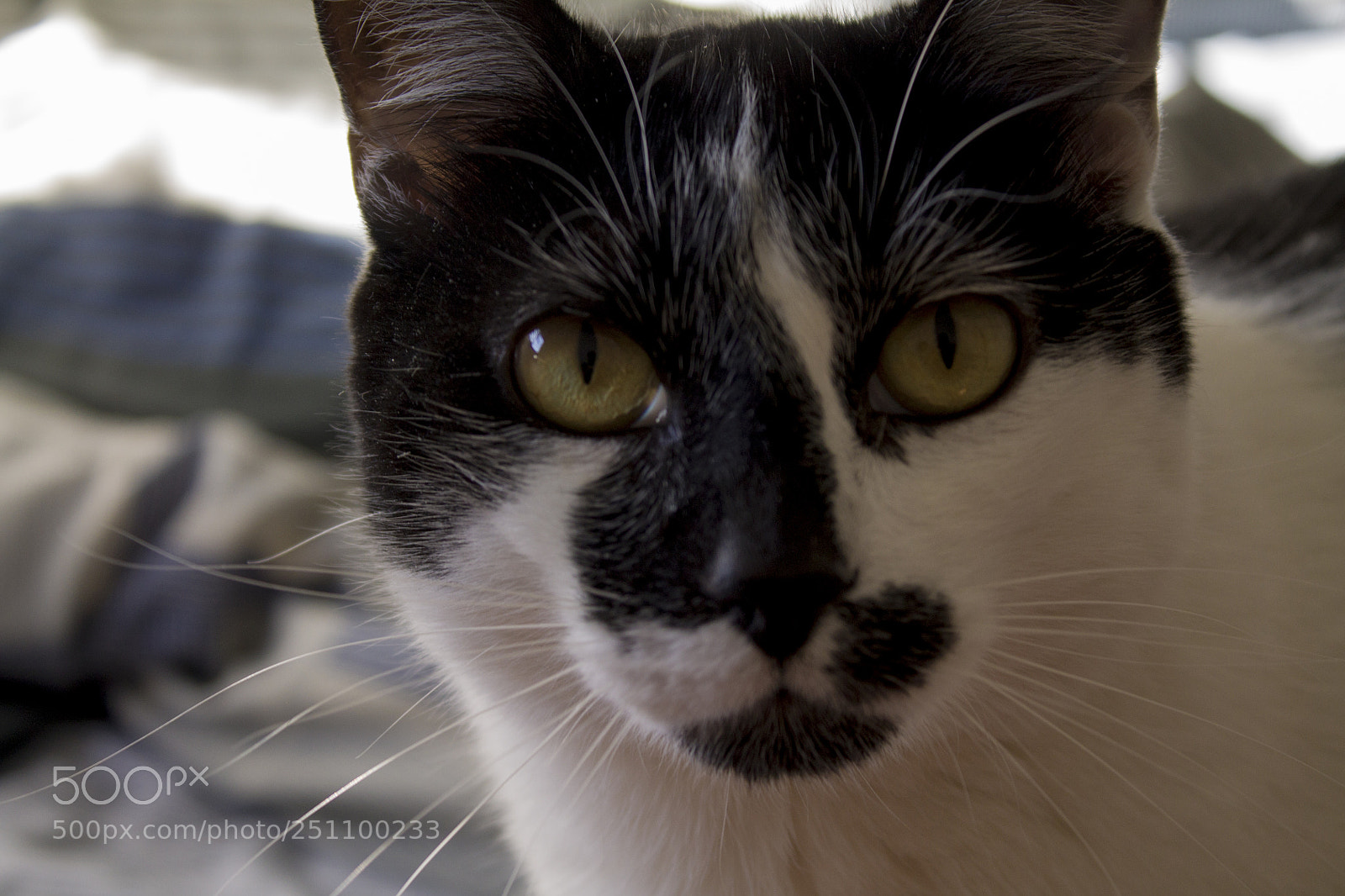 Canon EOS 1100D (EOS Rebel T3 / EOS Kiss X50) sample photo. Kyro photography