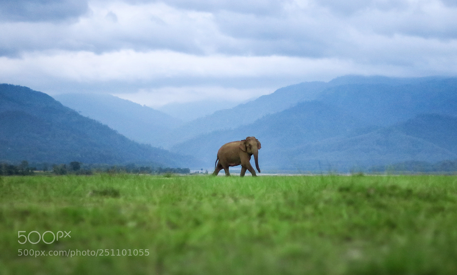 Canon EOS 760D (EOS Rebel T6s / EOS 8000D) sample photo. Indian elephant in front photography