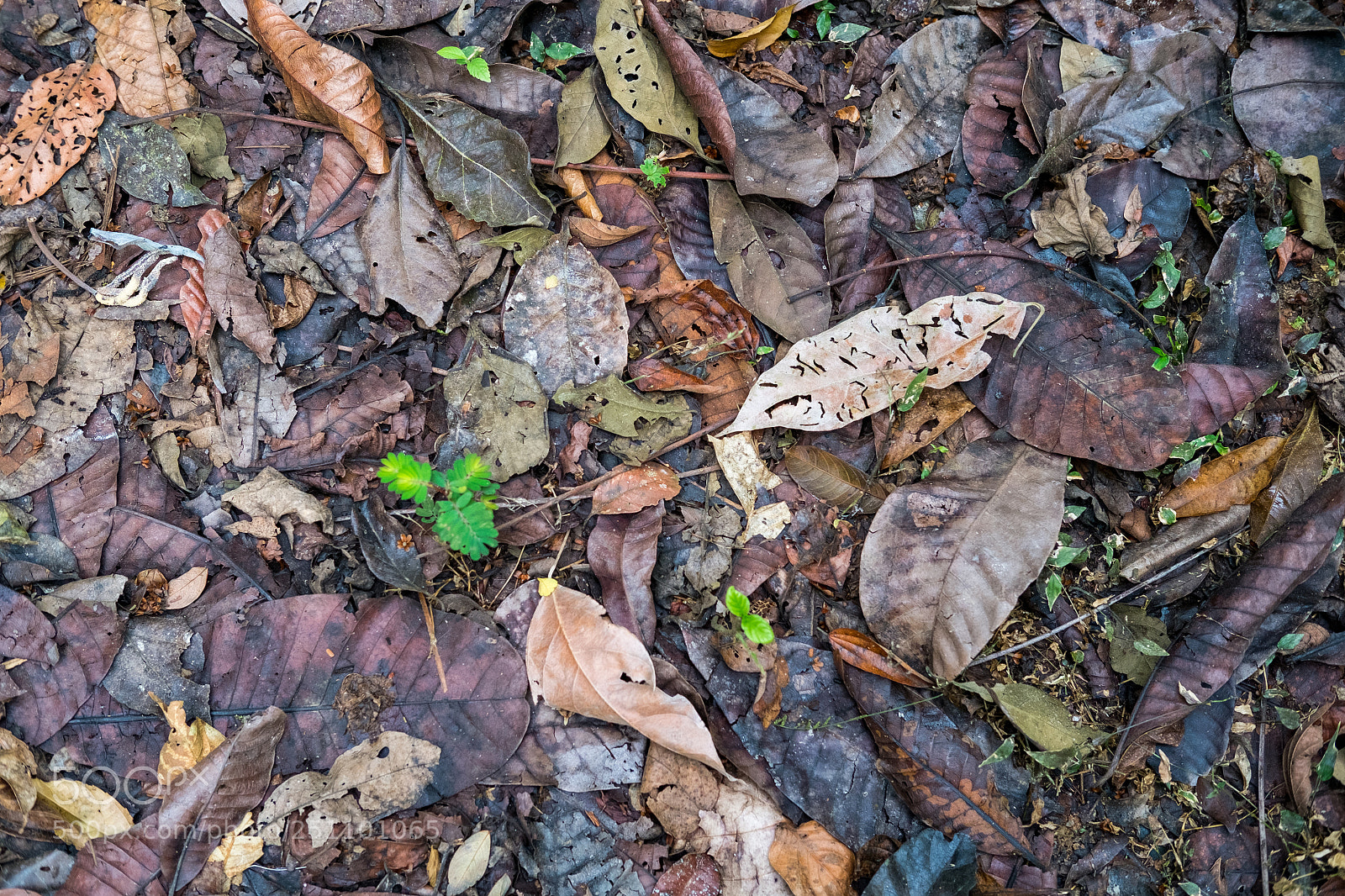 Fujifilm X-E1 sample photo. Rainforest leaves photography
