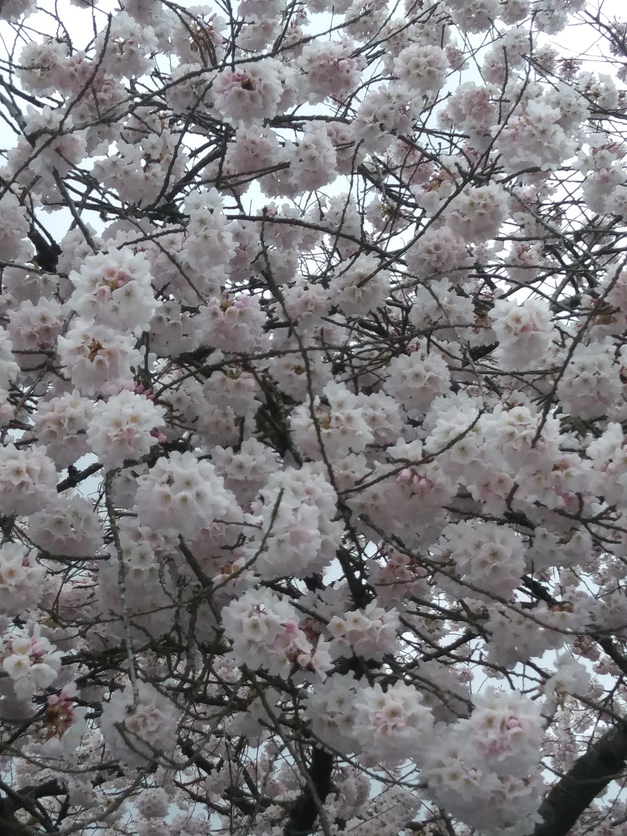 LG K20 PLUS sample photo