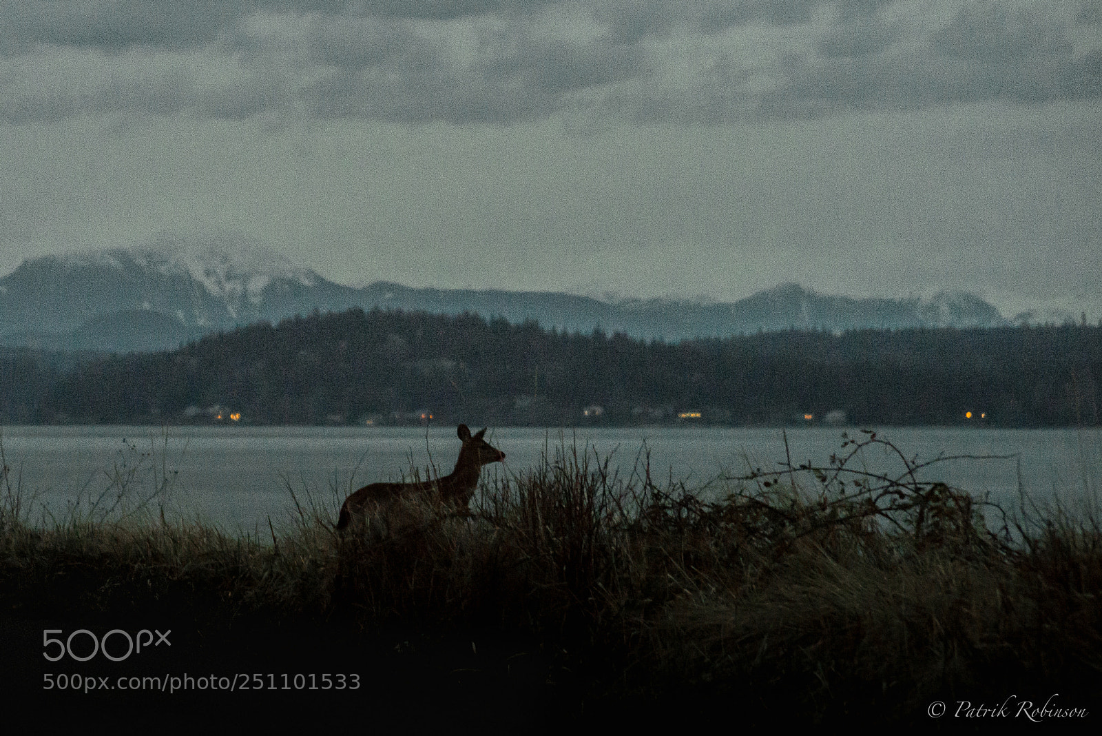 Nikon D610 sample photo. Dear deer photography