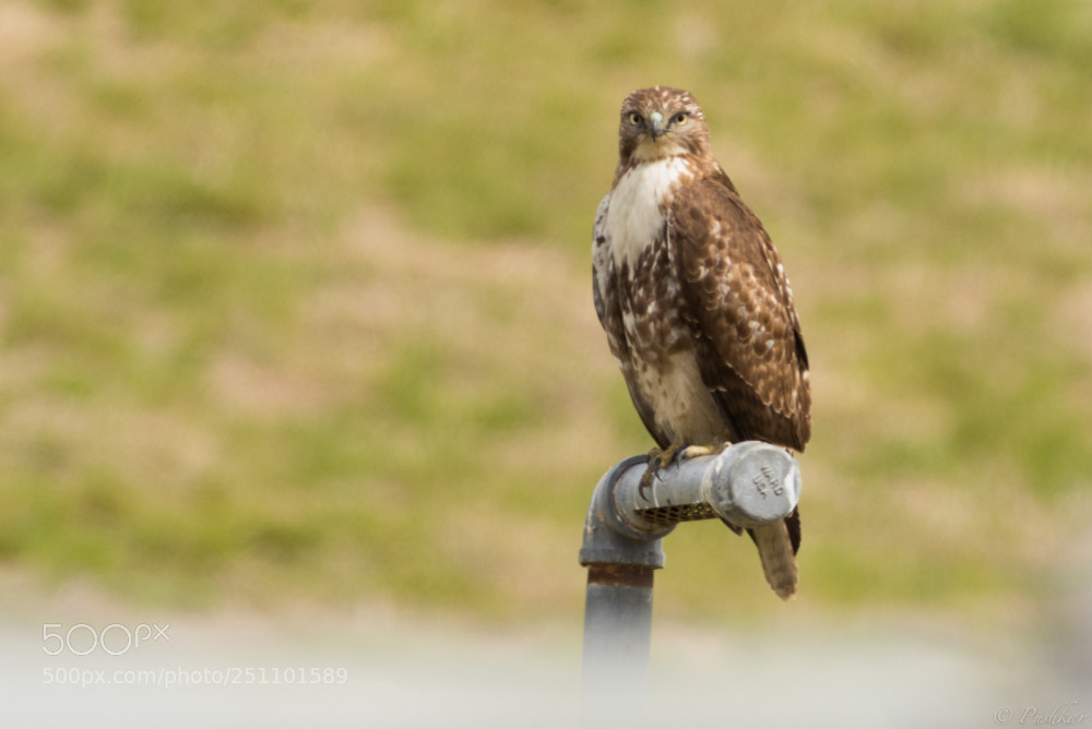 Canon EOS 80D sample photo. Red-tailed hawk photography