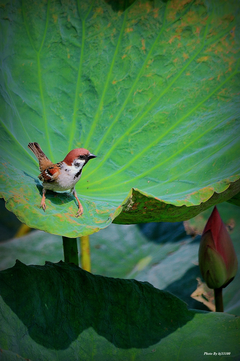 Canon EF 70-300mm F4-5.6 IS USM sample photo. 鳥與荷 photography
