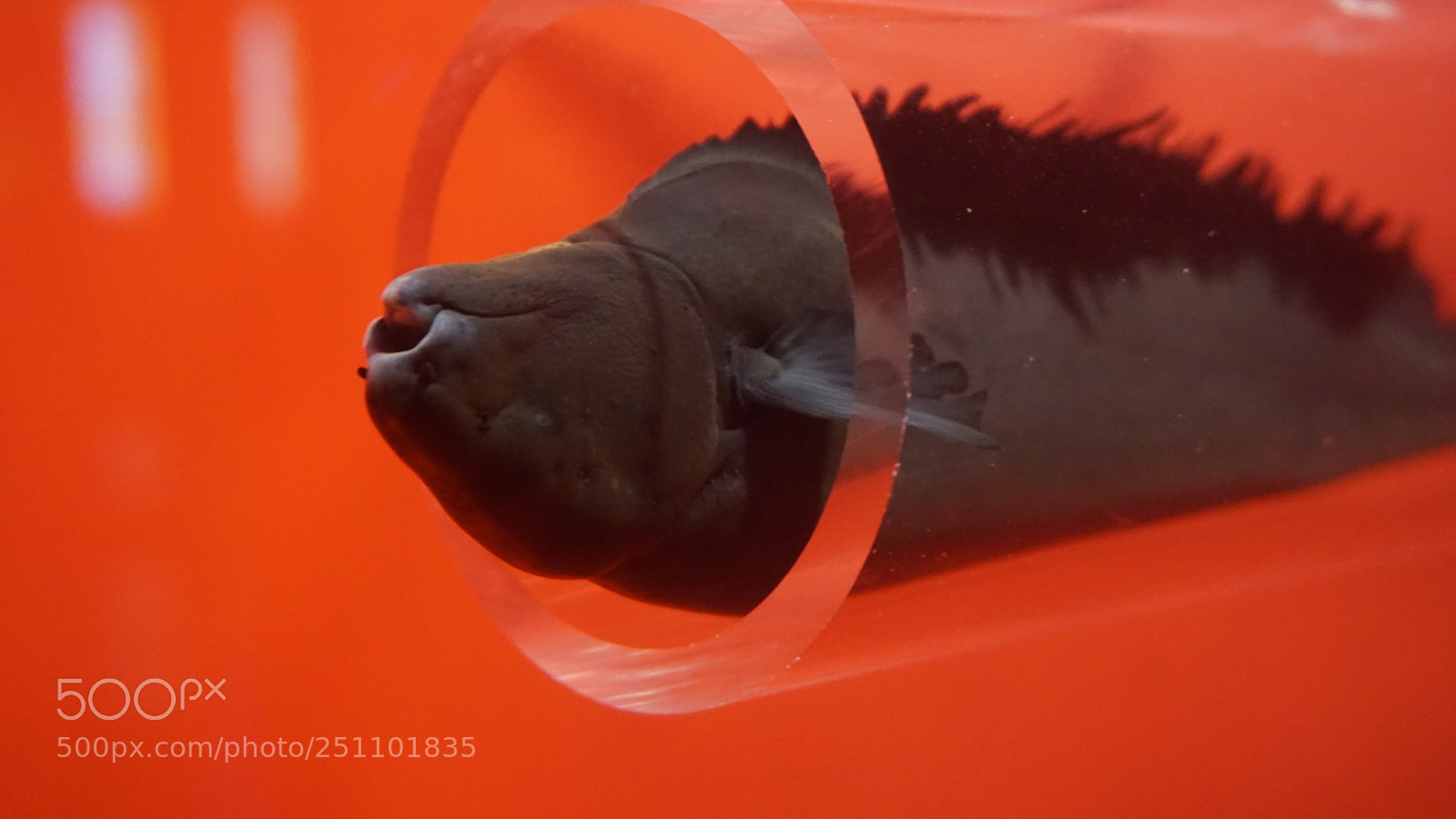 Sony a6000 sample photo. Aquarium life photography