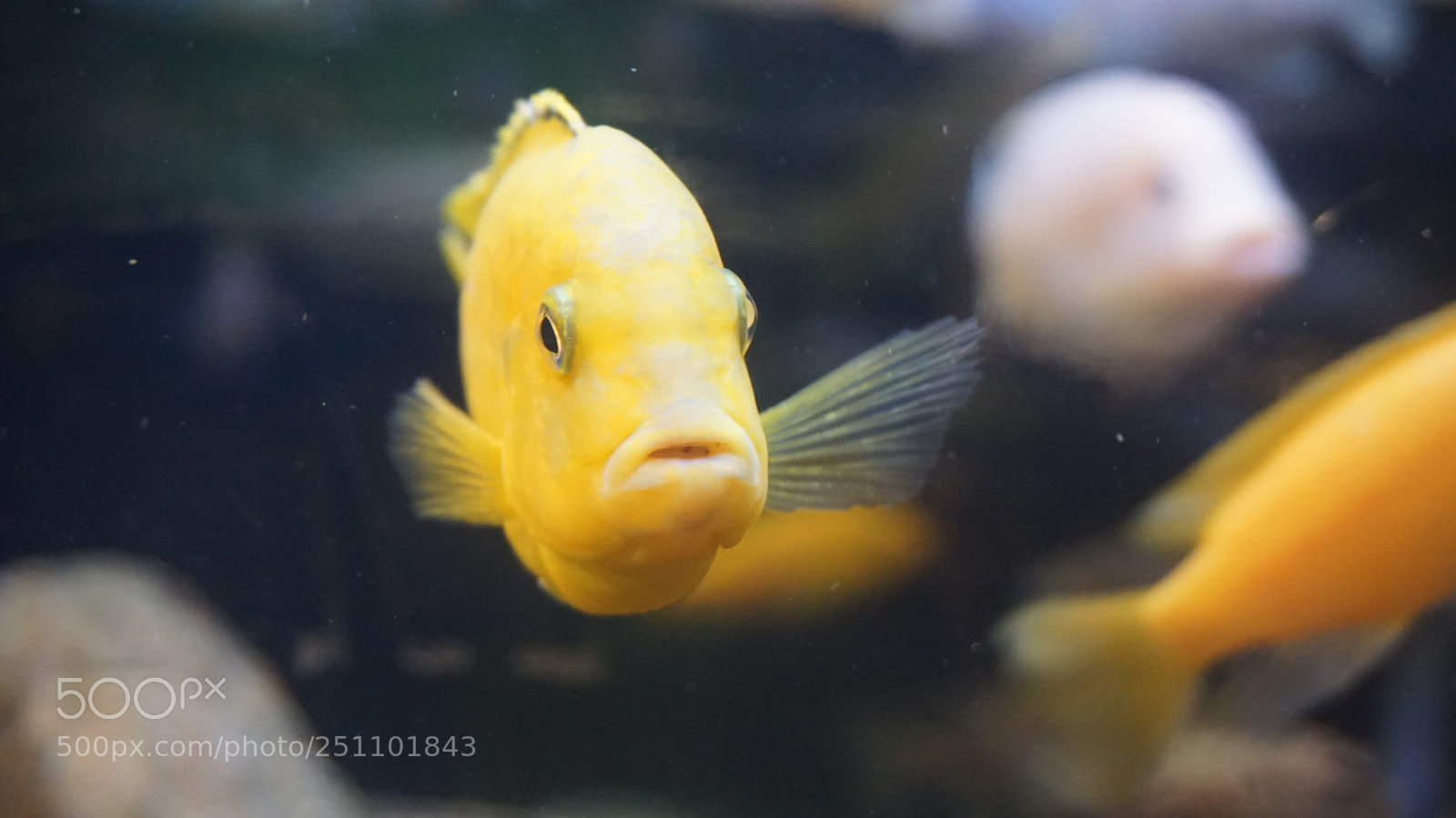 Sony a6000 sample photo. Aquarium life photography