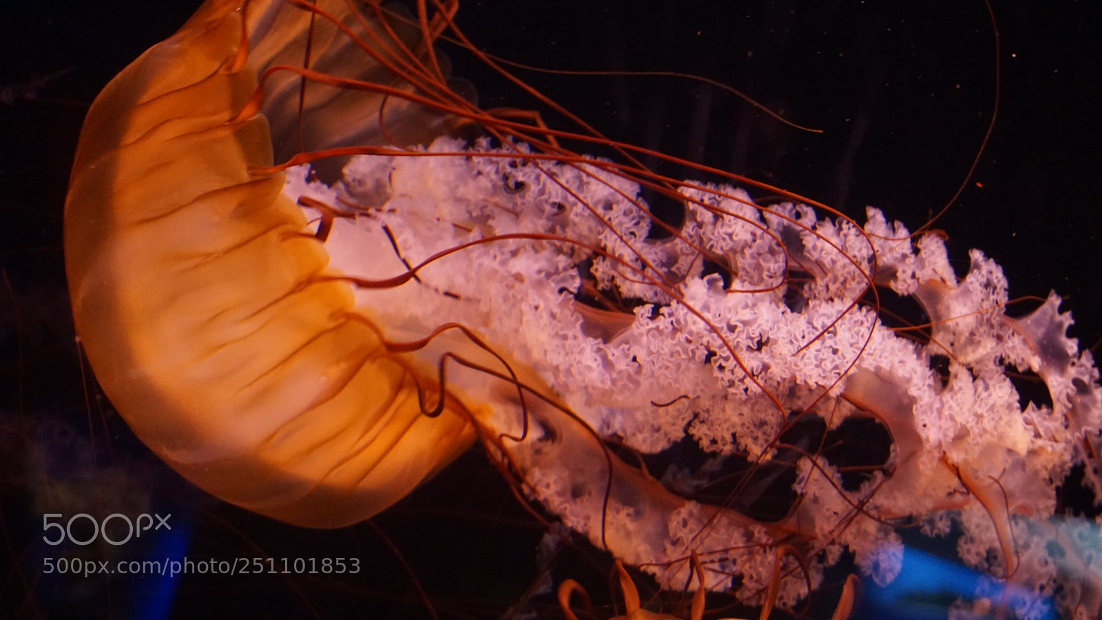 Sony a6000 sample photo. Aquarium life photography