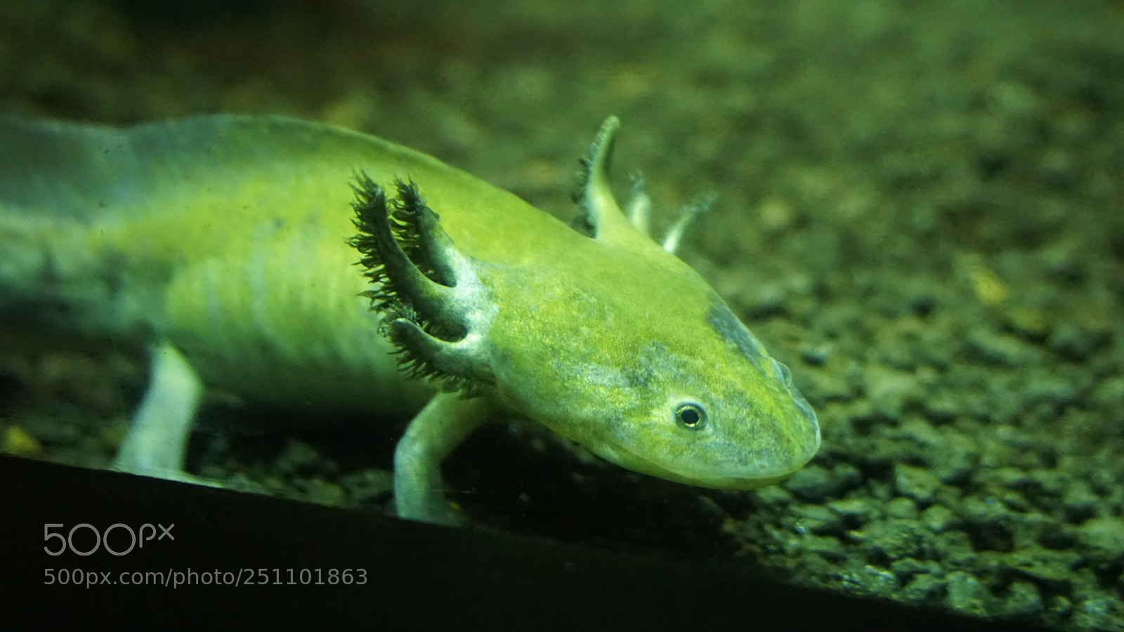 Sony a6000 sample photo. Aquarium life photography
