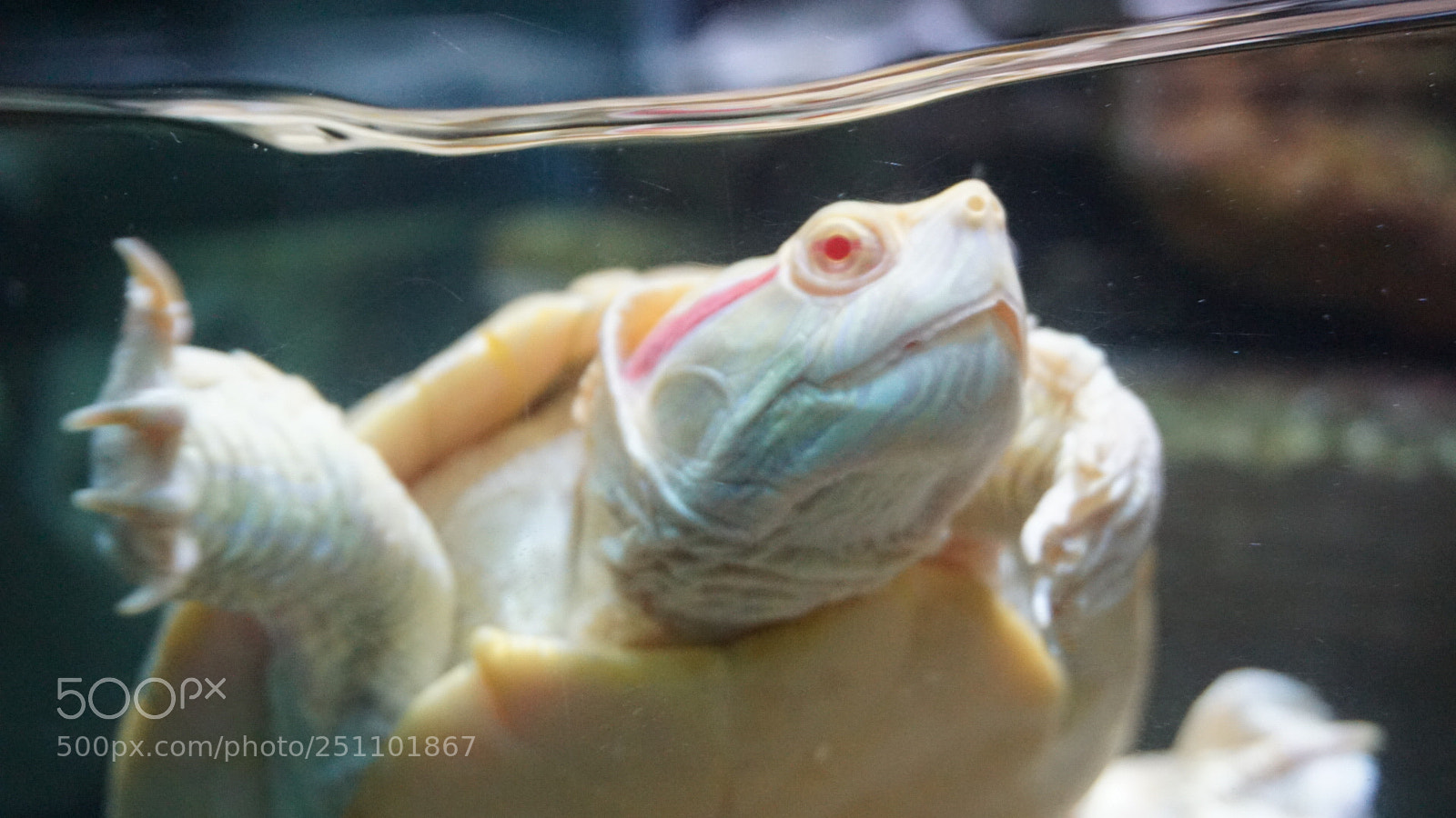 Sony a6000 sample photo. Aquarium life photography