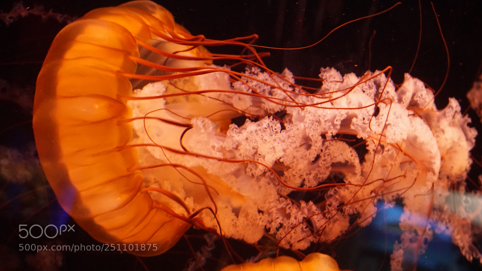Sony a6000 sample photo. Aquarium life photography