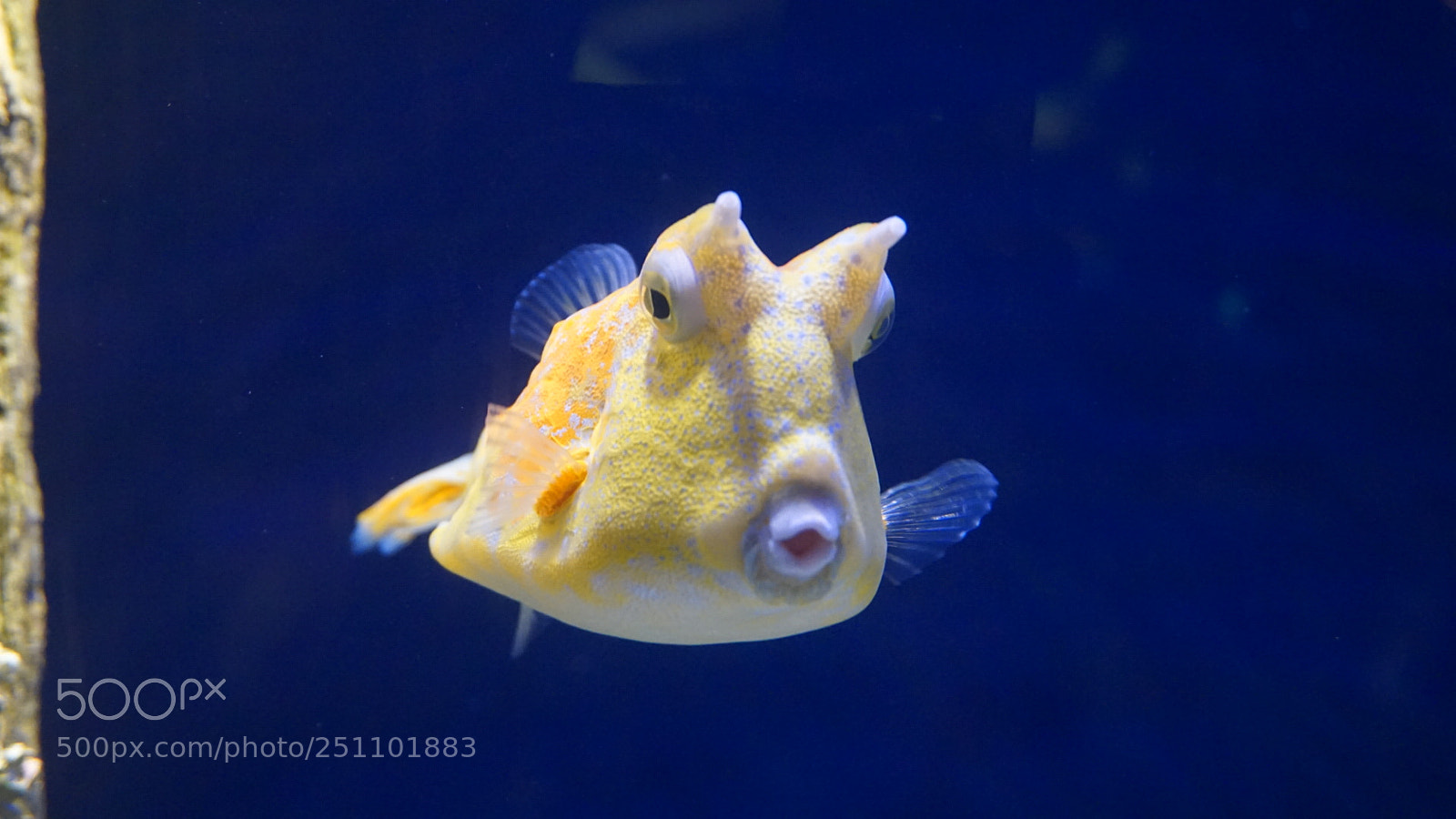 Sony a6000 sample photo. Aquarium life photography