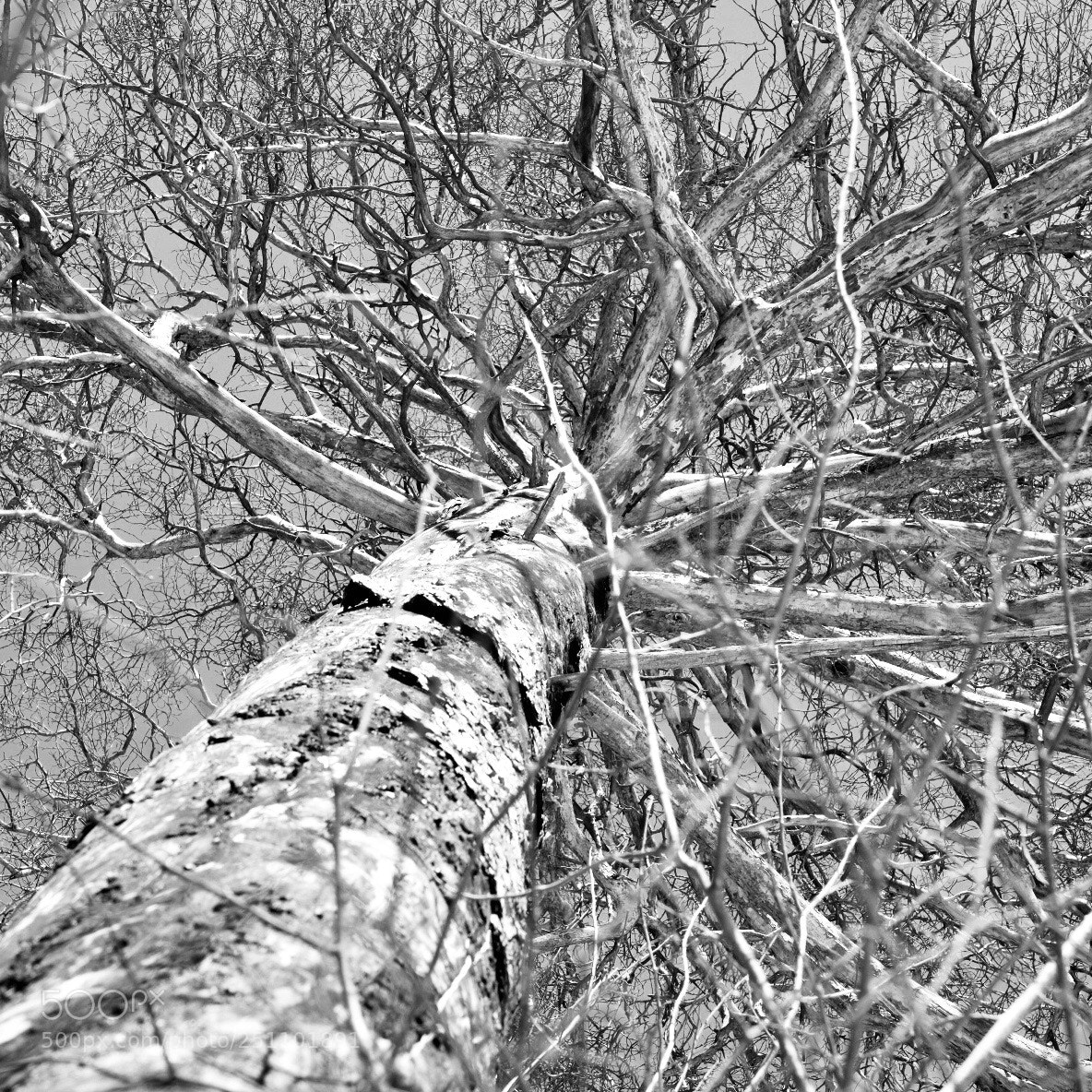 Fujifilm X-E3 sample photo. Tree photography