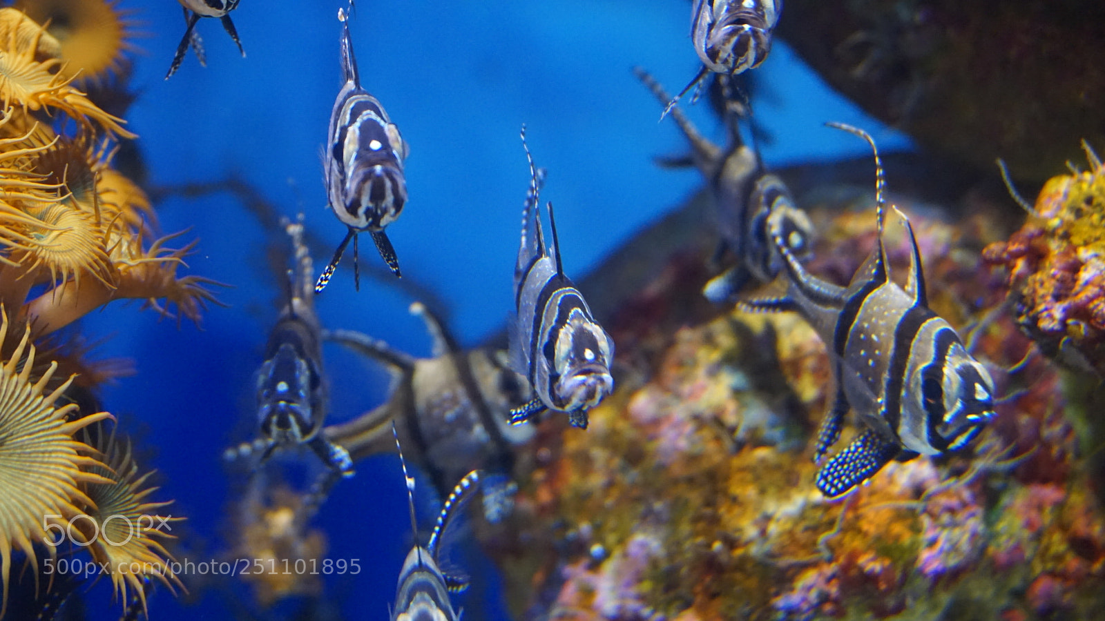 Sony a6000 sample photo. Aquarium life photography