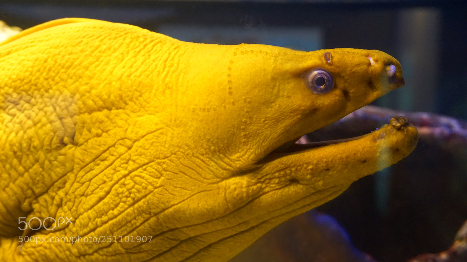 Sony a6000 sample photo. Aquarium life photography