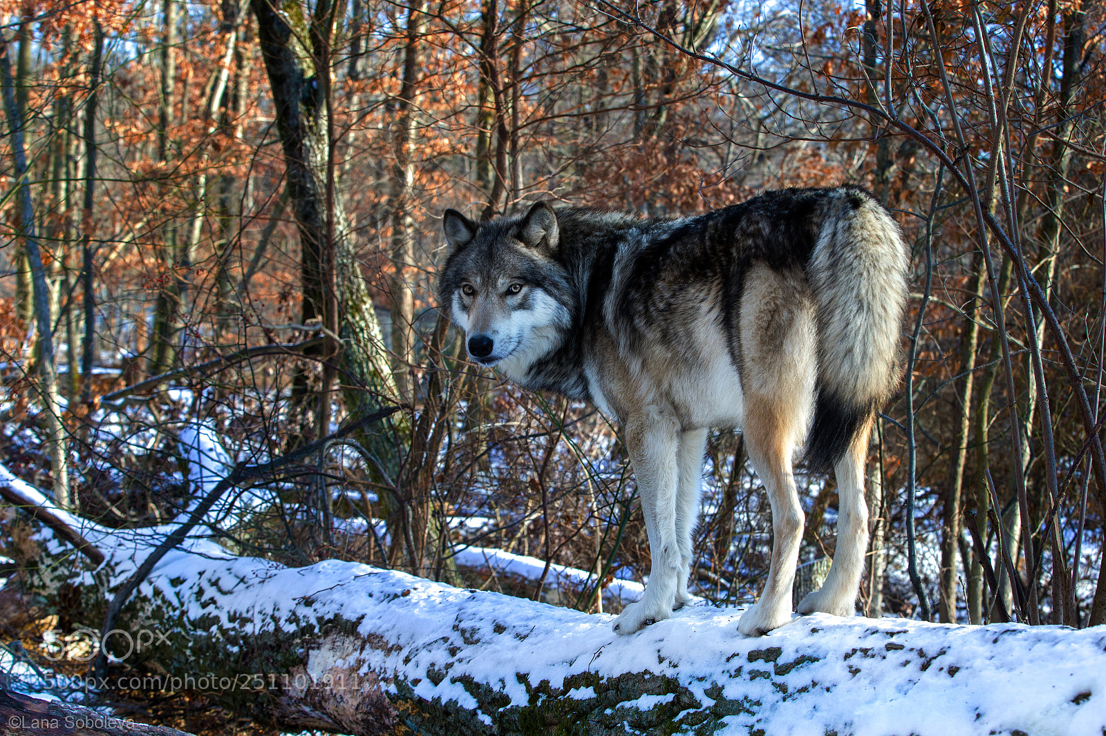 Canon EOS-1D X sample photo. Timber photography