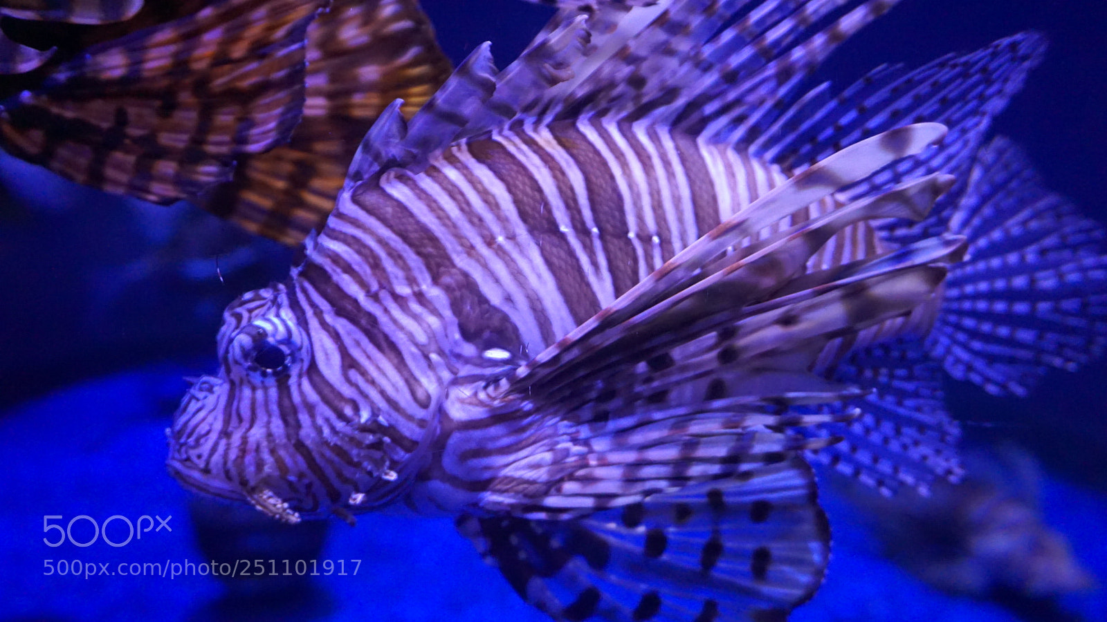 Sony a6000 sample photo. Aquarium life photography