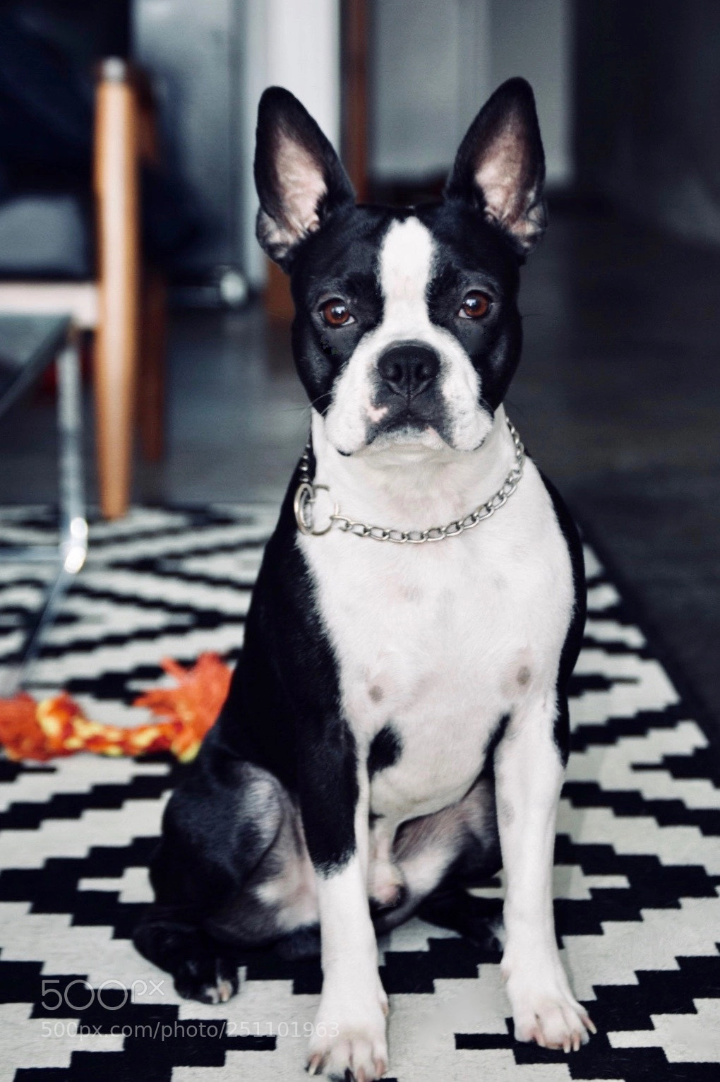 Nikon D5300 sample photo. Toby - boston terrier photography